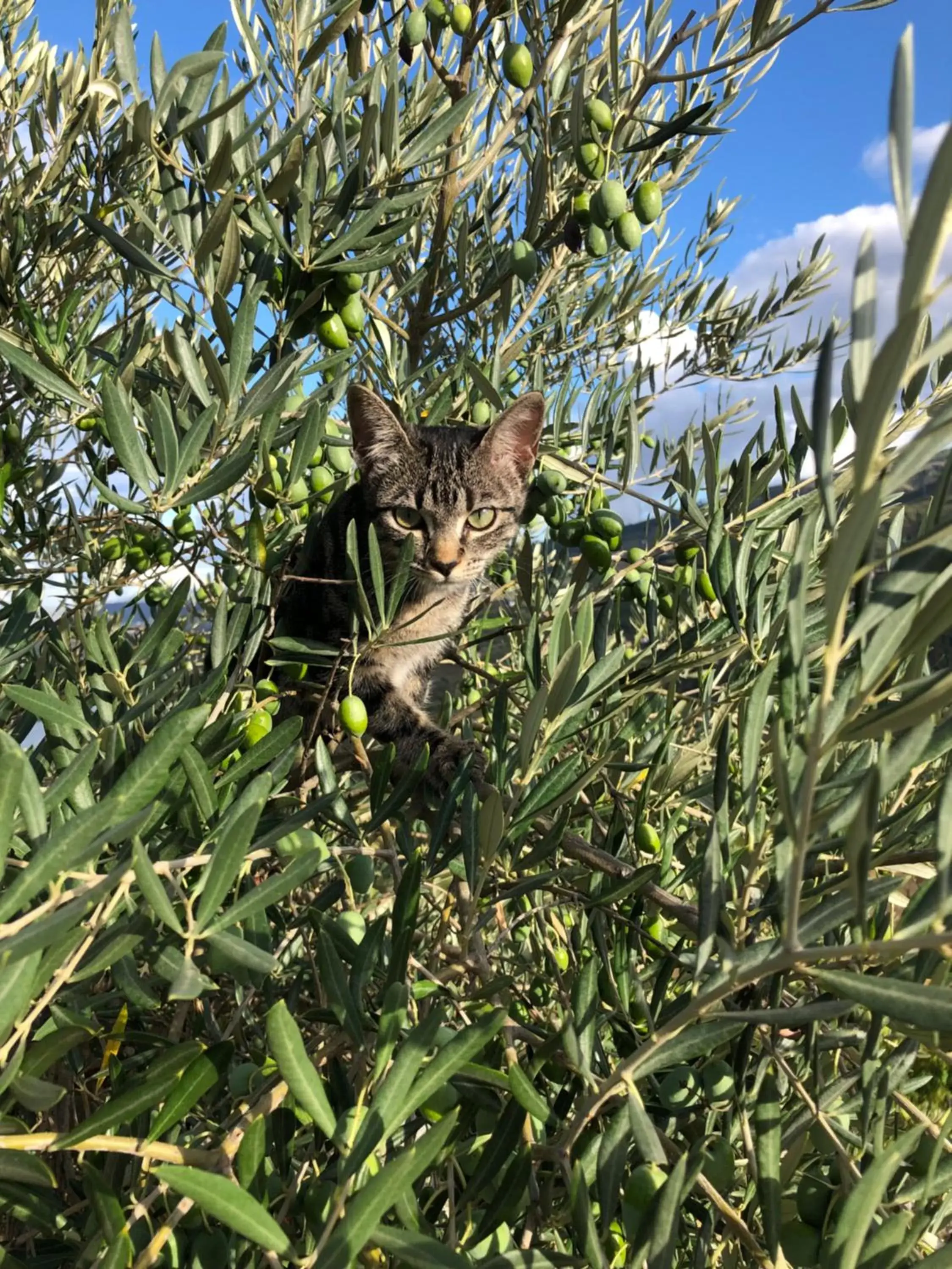 Other Animals in Casa Vale do Douro