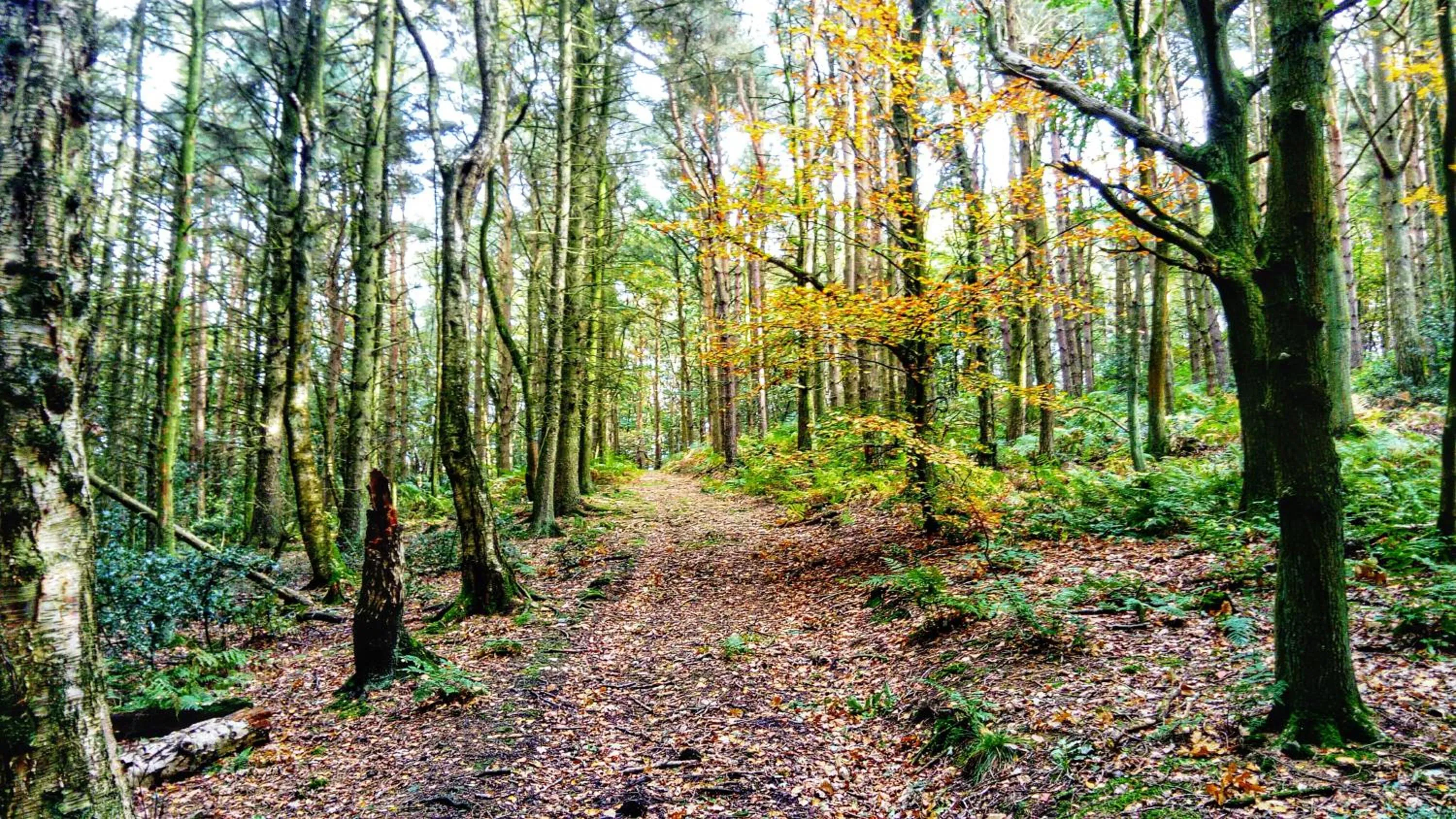 Garden in Shrigley Hall Hotel
