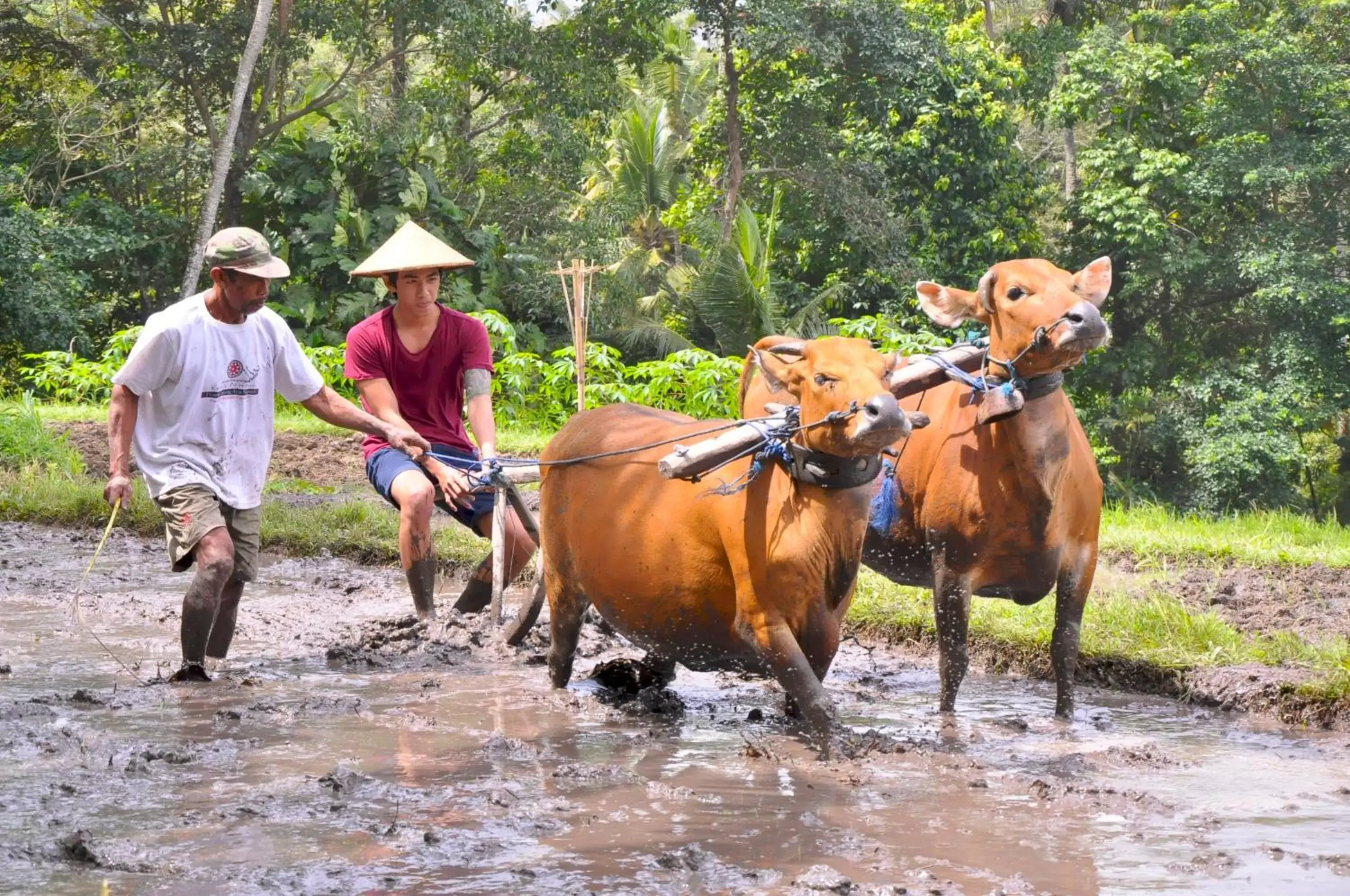 Activities, Horseback Riding in Puri Taman Sari