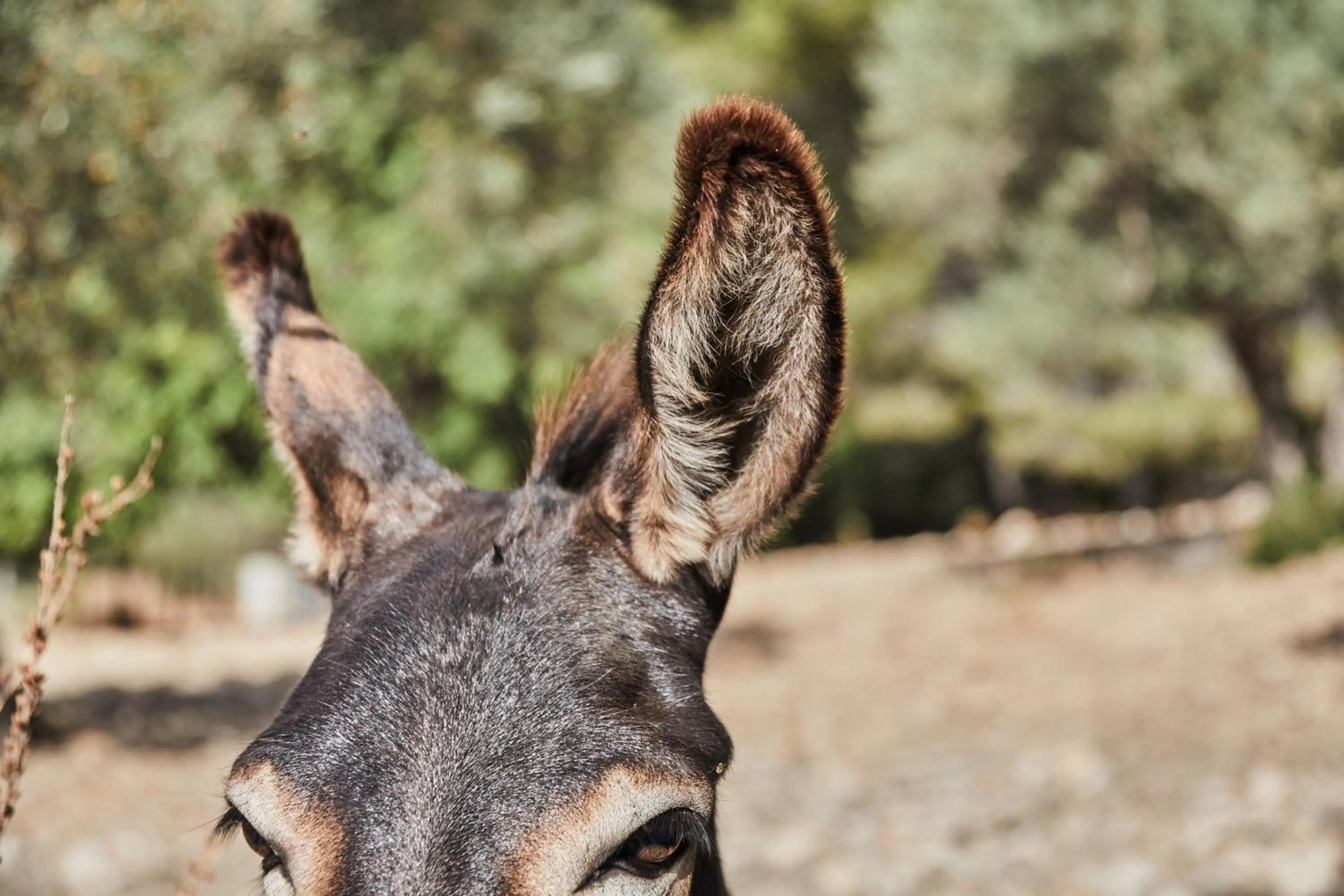 Animals in Agroturismo Alquería Blanca