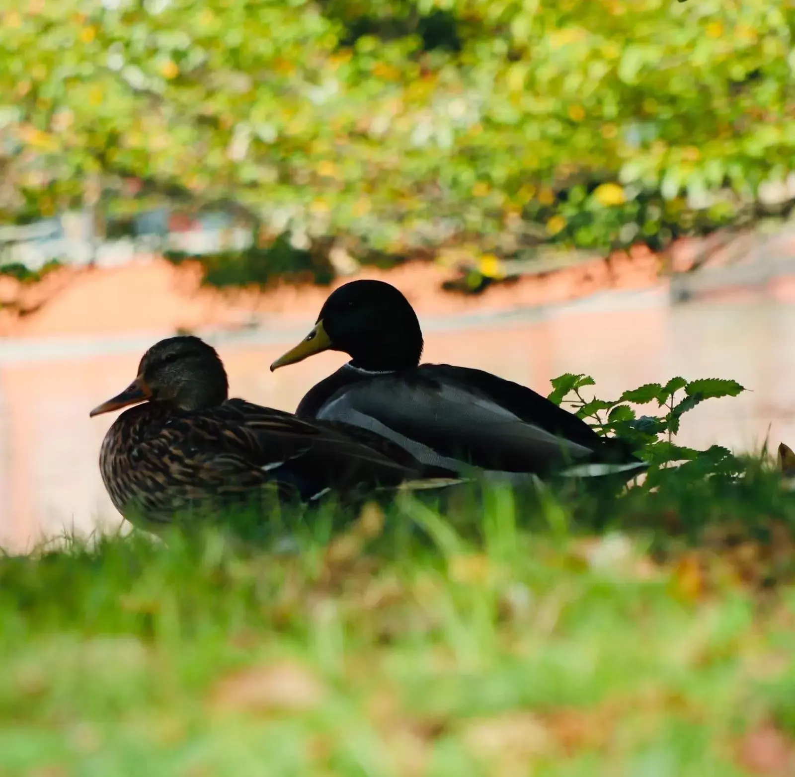 Lake view, Other Animals in A Casa di Grace