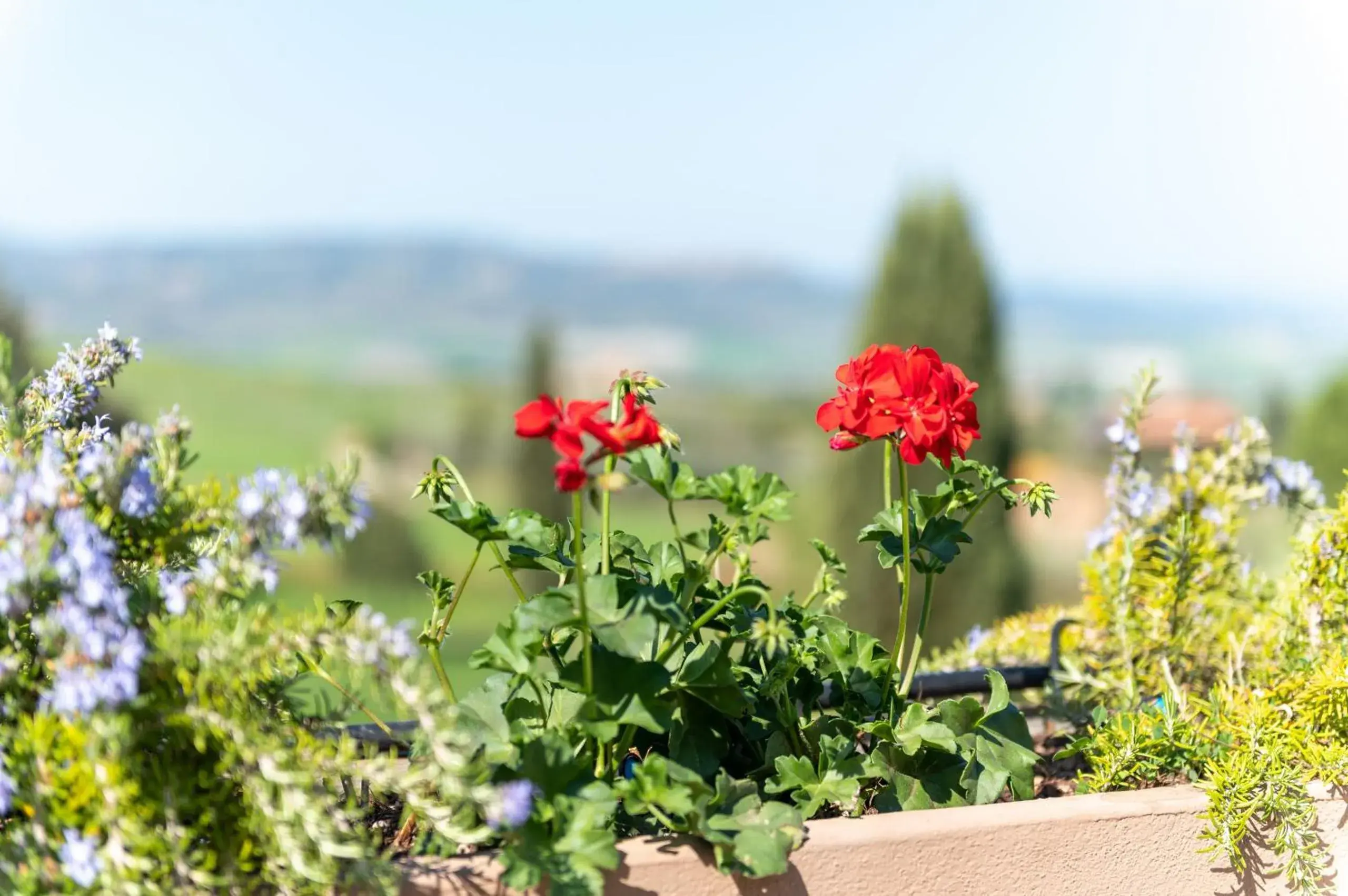 Natural landscape in Hotel Palazzuolo