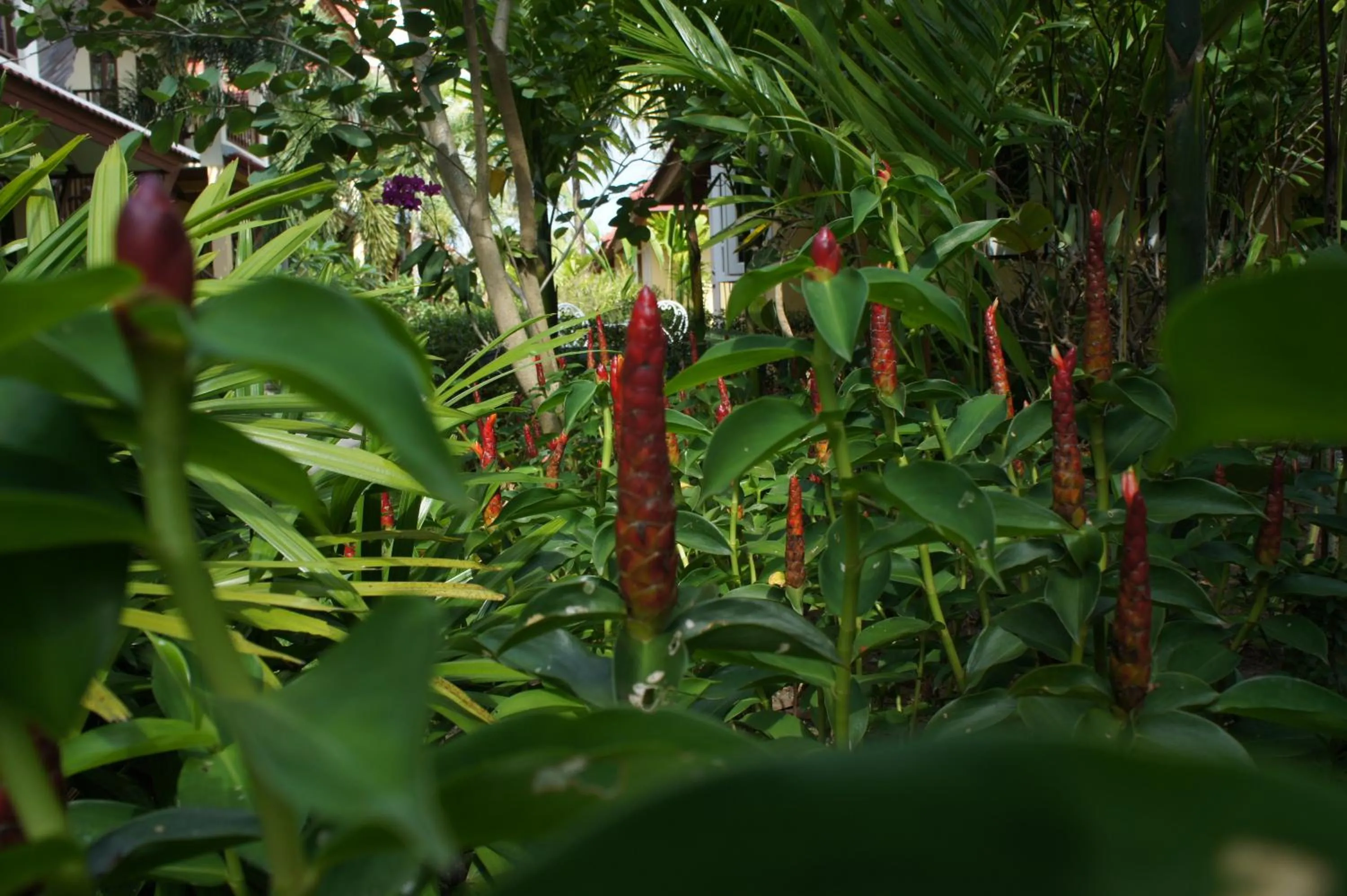 Garden in Palm Village