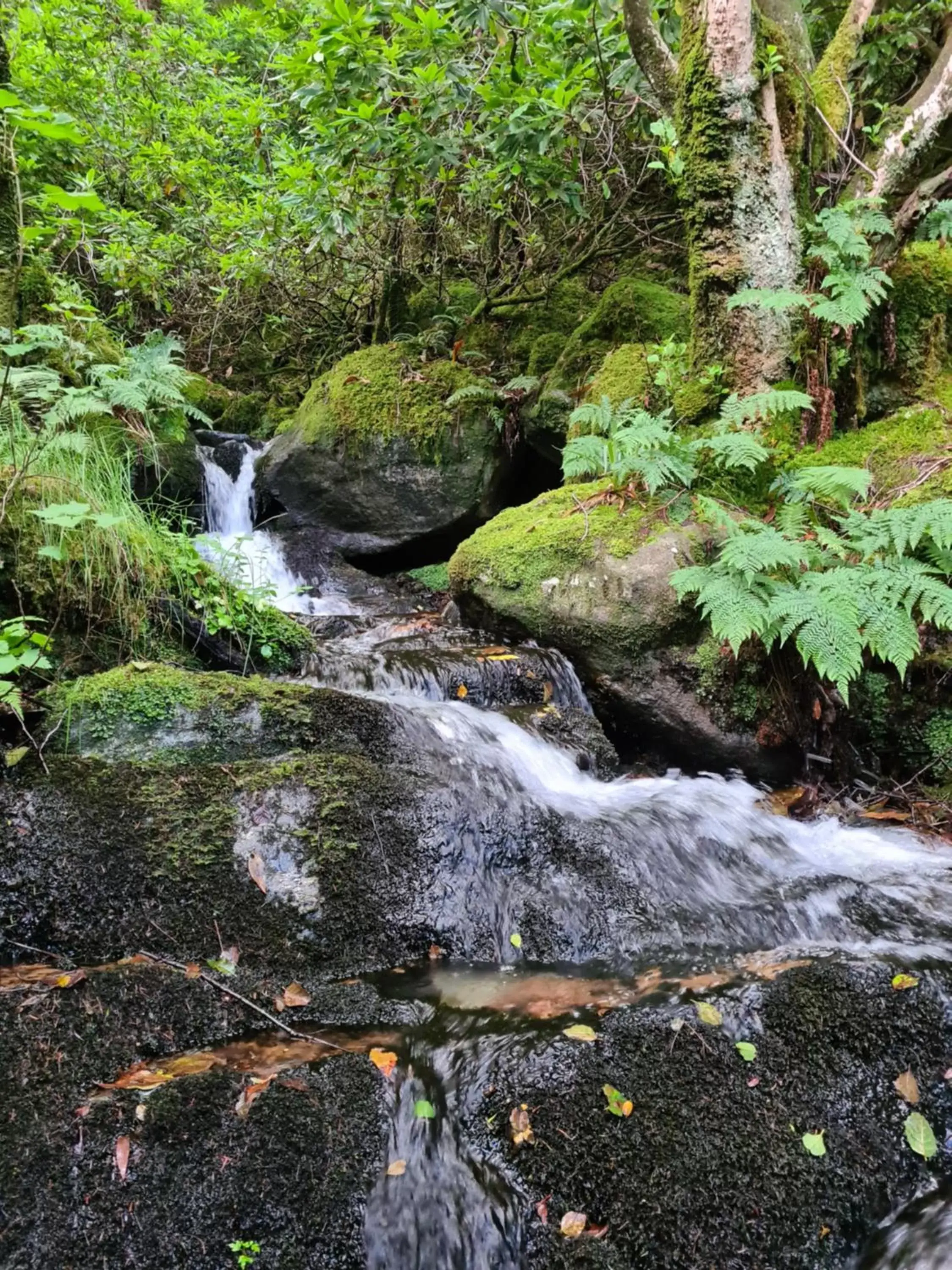 Natural Landscape in The Coylet Inn by Loch Eck