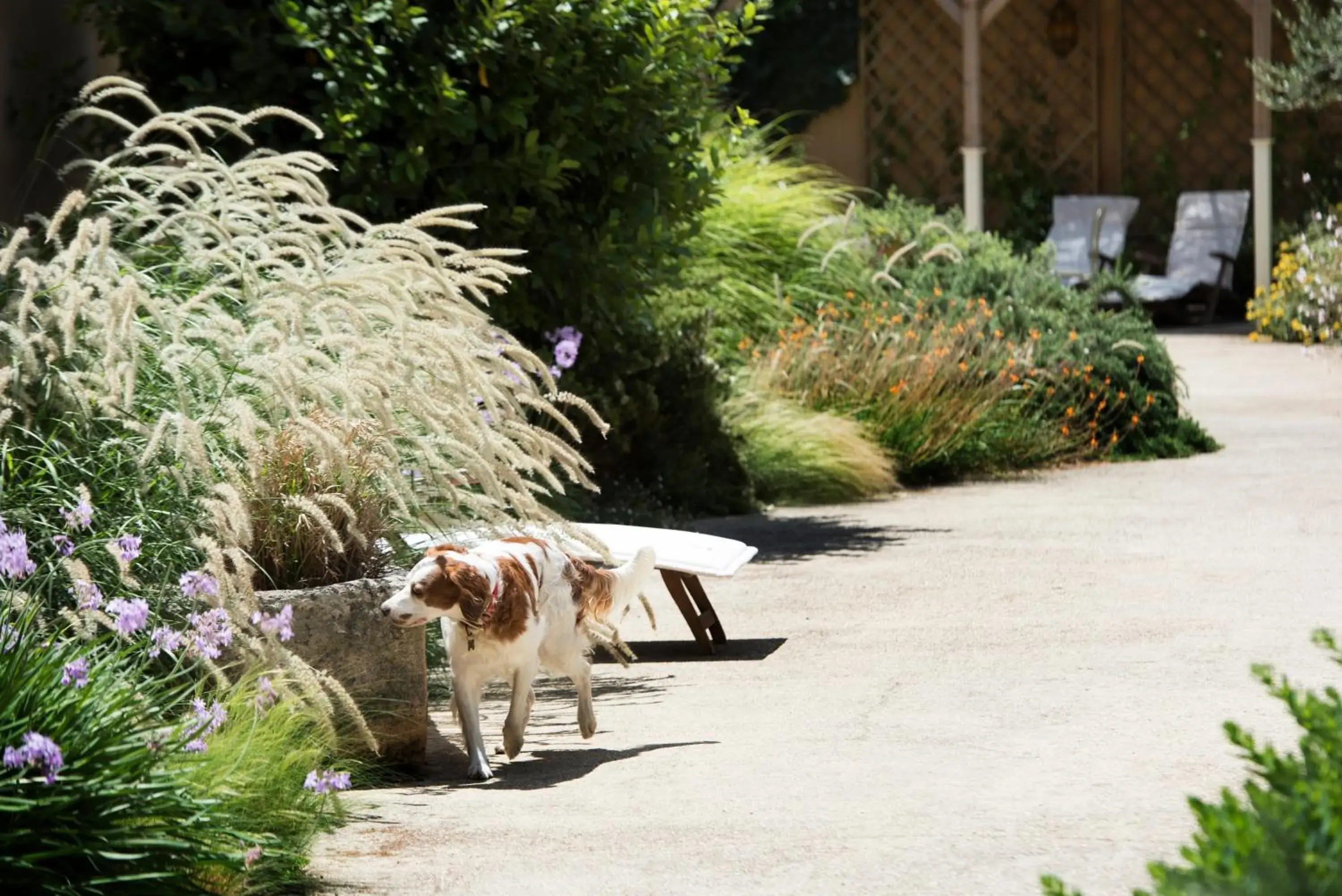 Pets, Patio/Outdoor Area in Aquae Sinis Albergo Diffuso