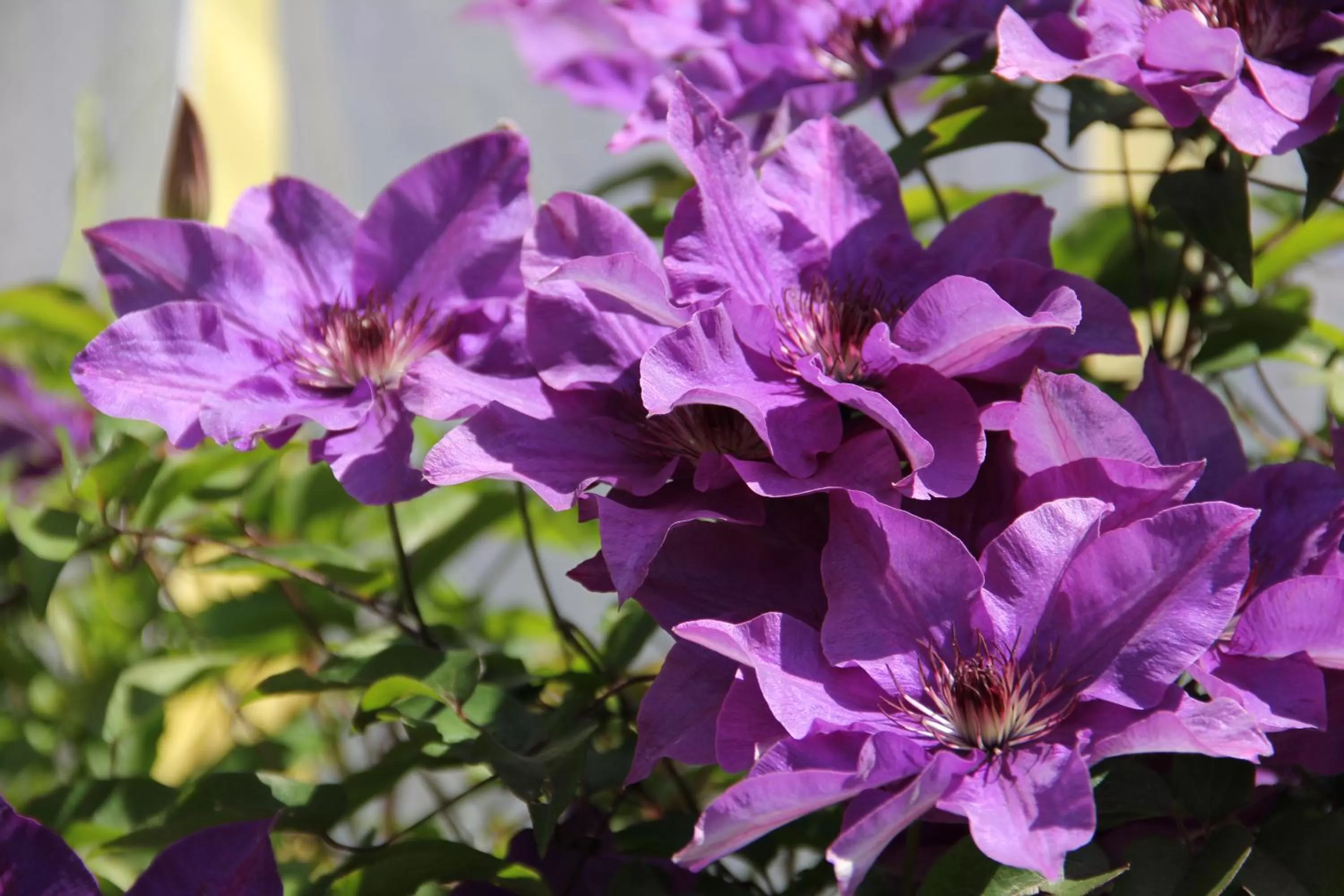 Decorative detail in Hotel Appenzell