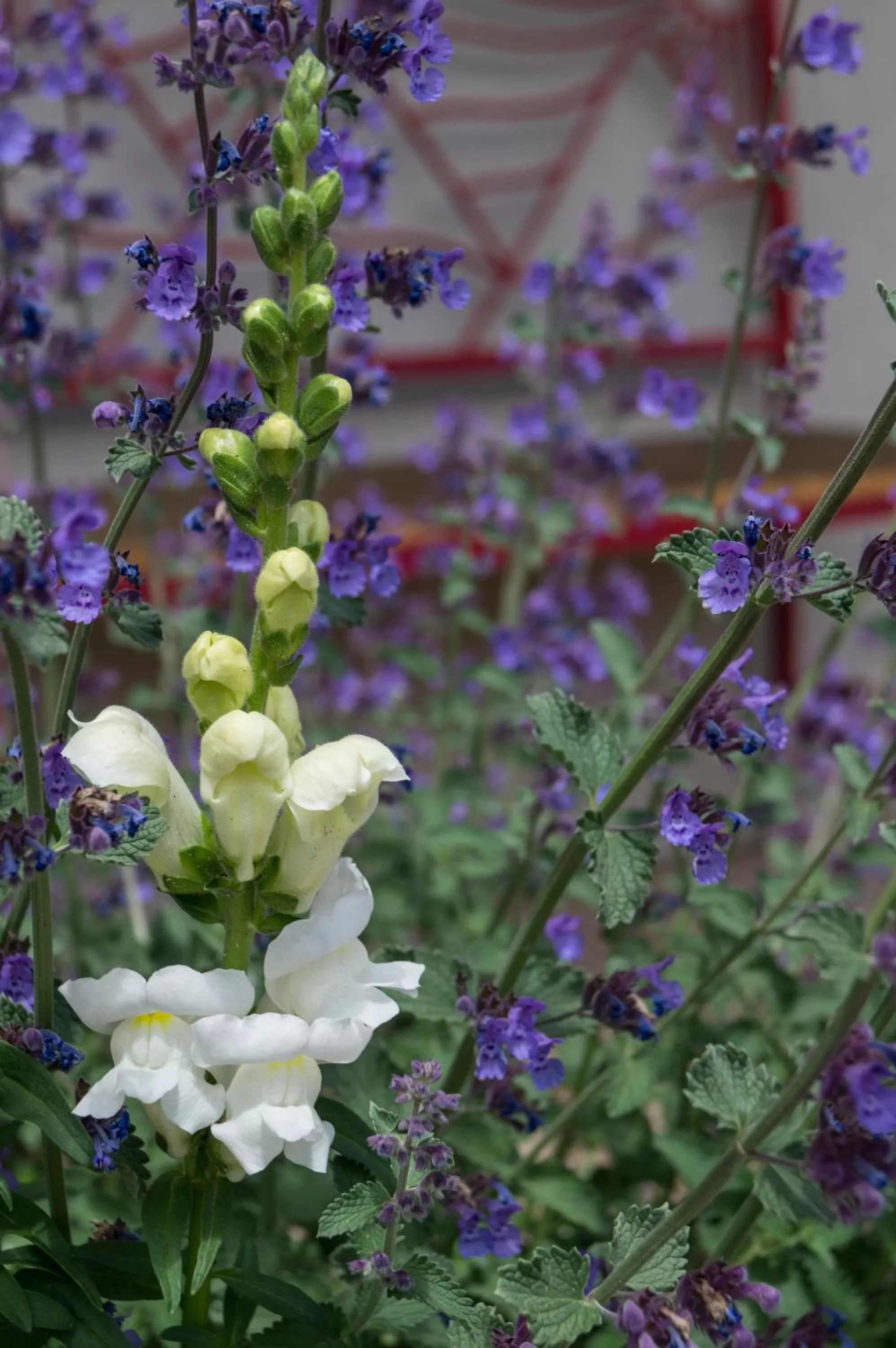 Property building, Garden in Red Wing Motel