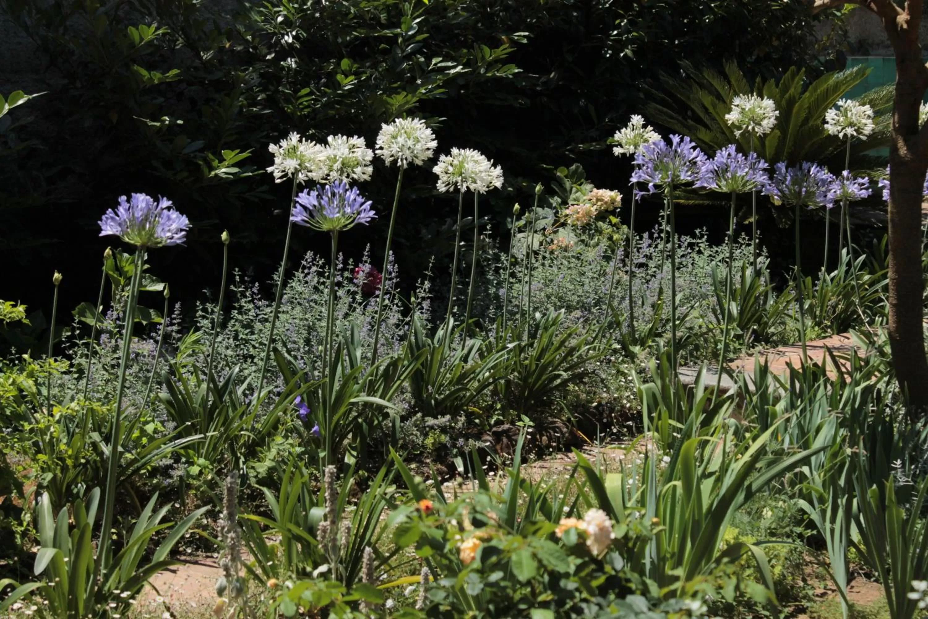 Garden in Iride Bed and Breakfast