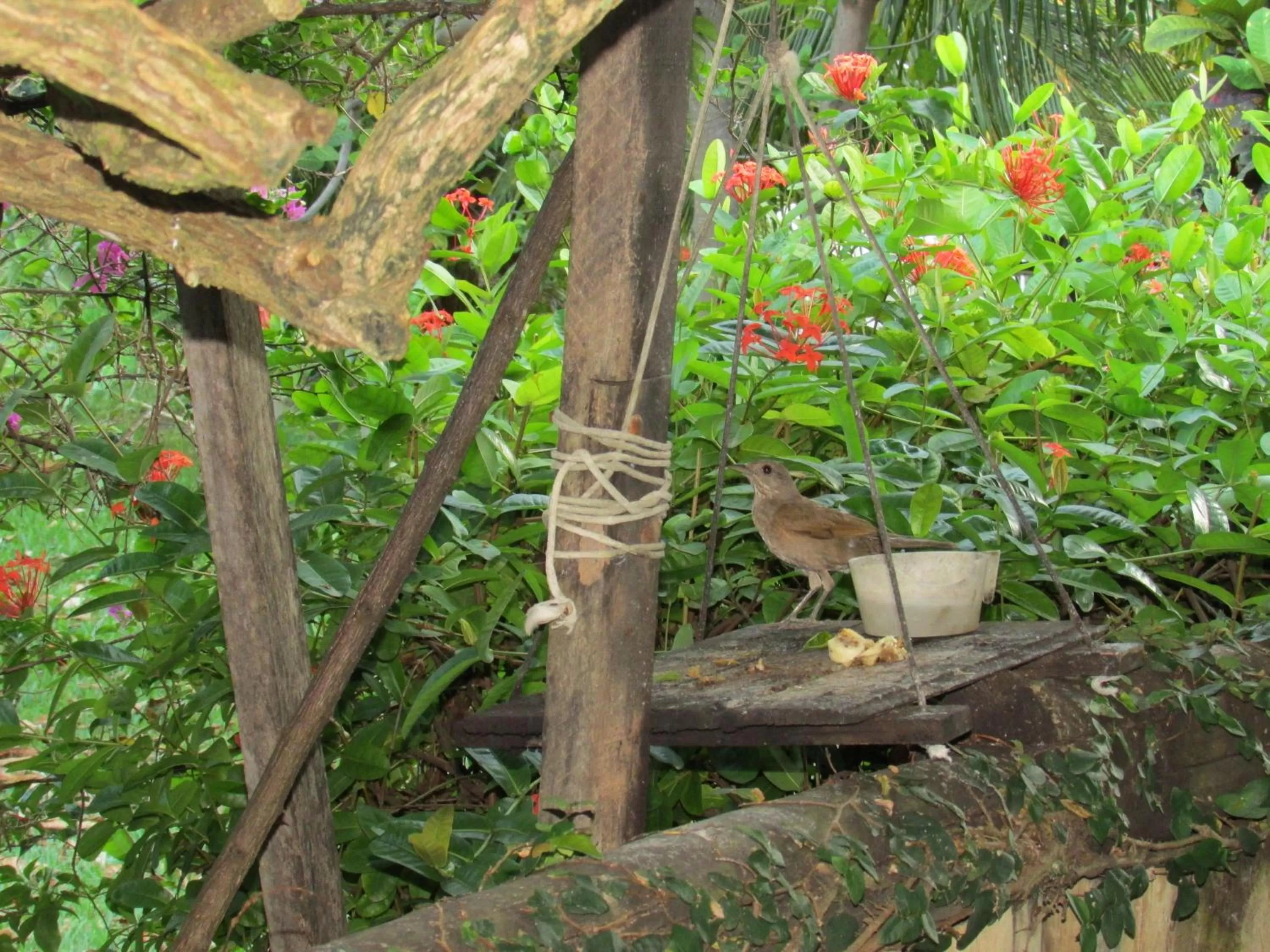 Garden in Pousada Ipitanga IV