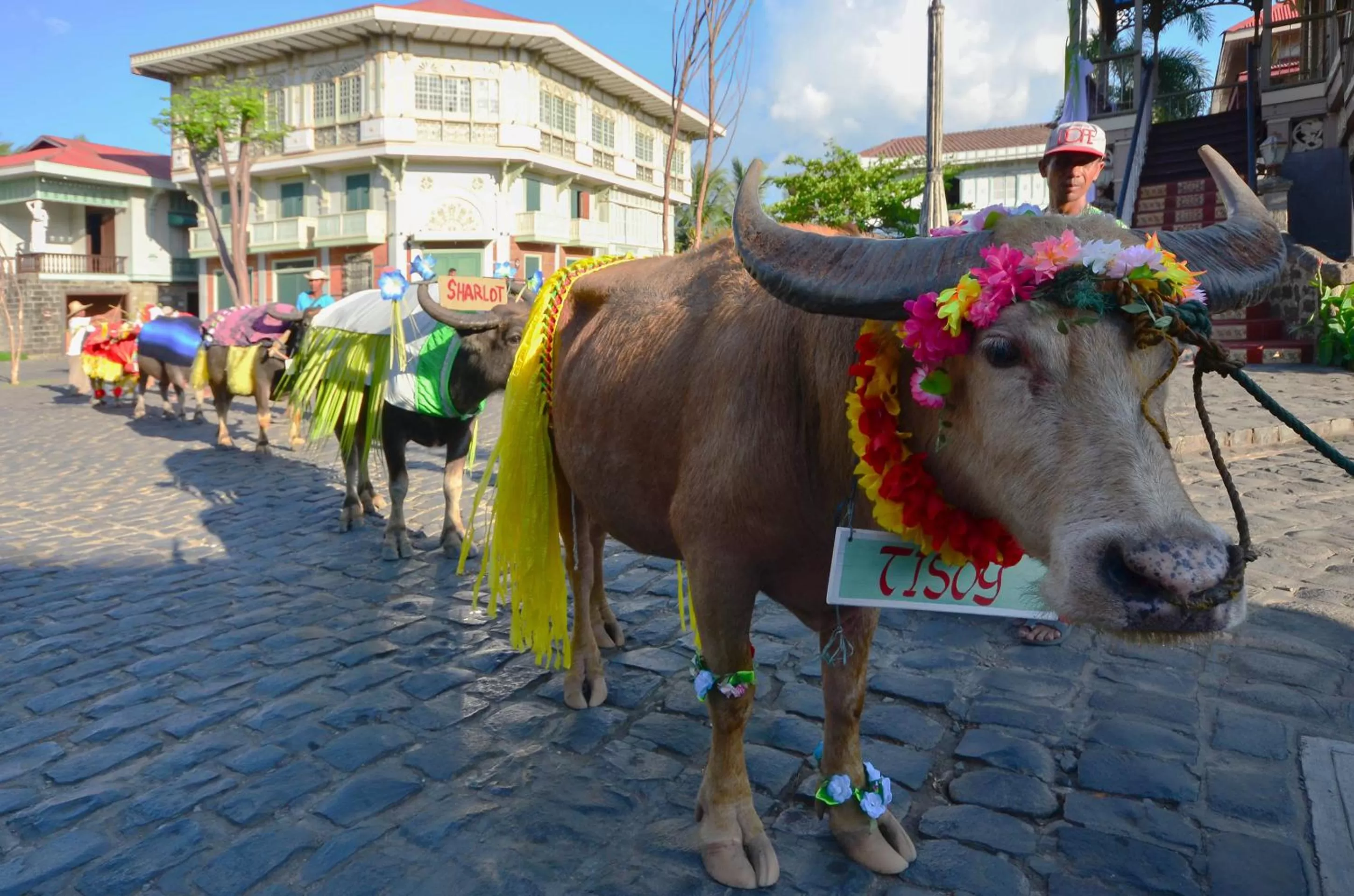 Animals in Las Casas Filipinas de Acuzar