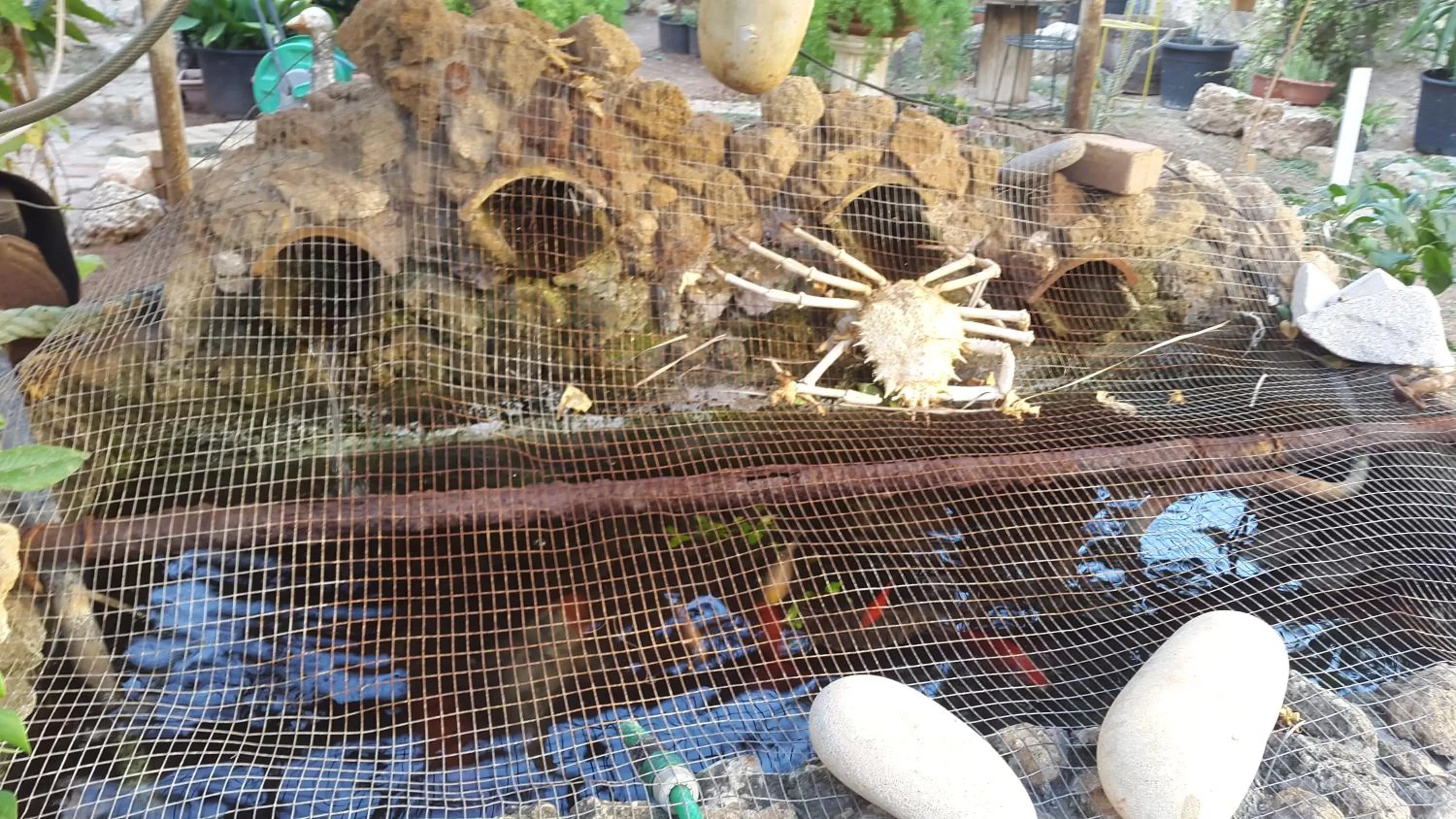 Pets in Mystery Garden Guest House