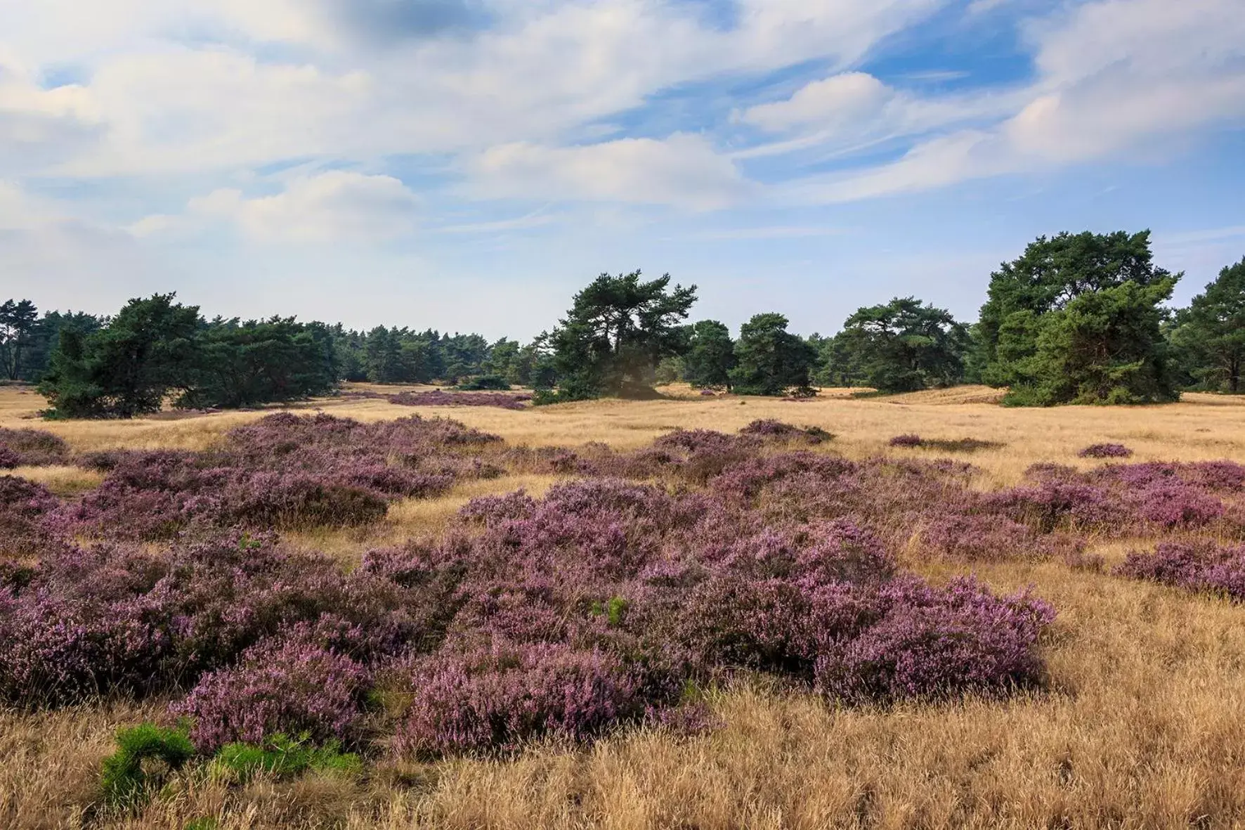 Natural landscape in Hotel de Boshoek