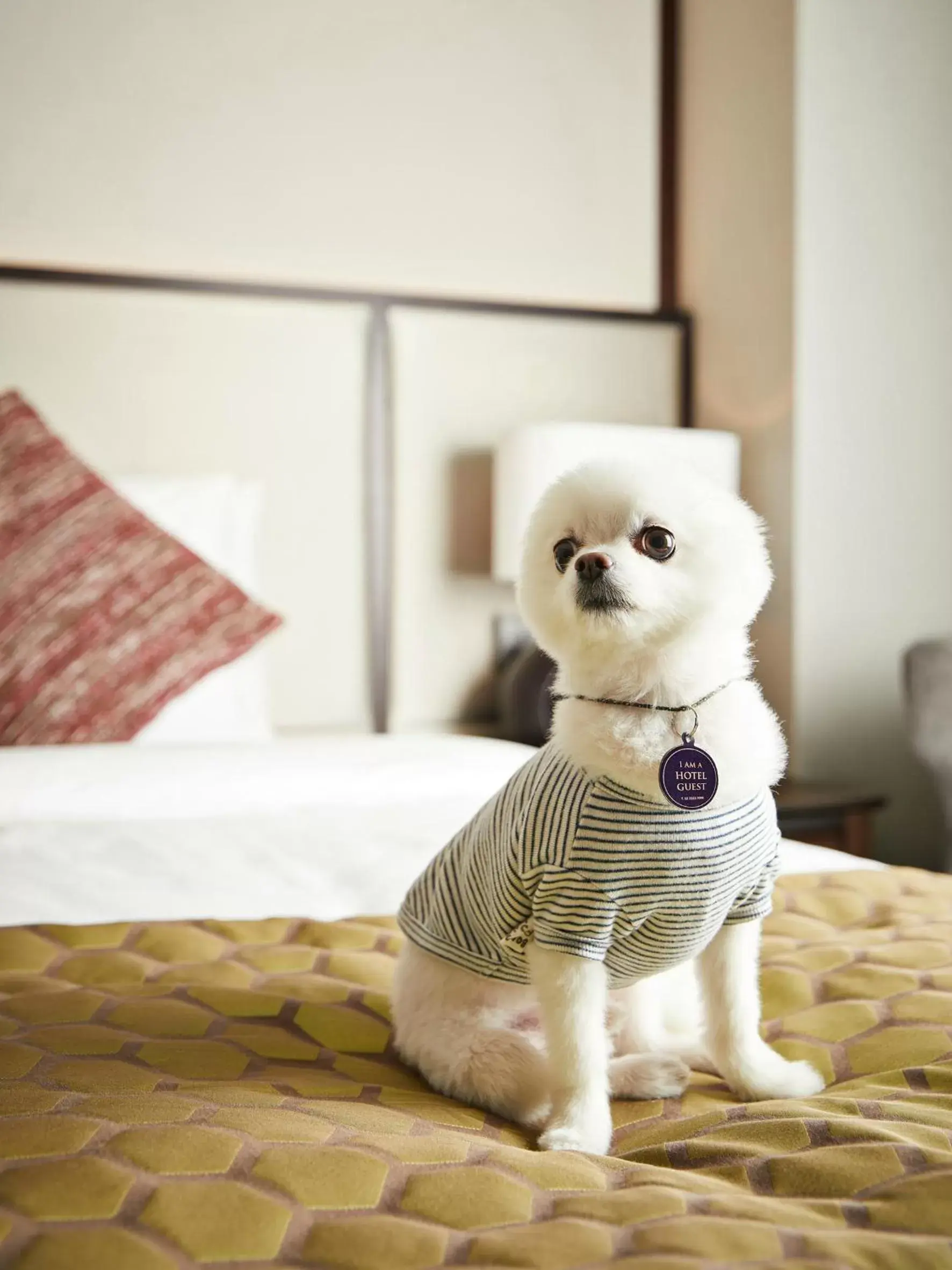 Pets in Grand Mercure Ambassador Hotel and Residences Seoul Yongsan