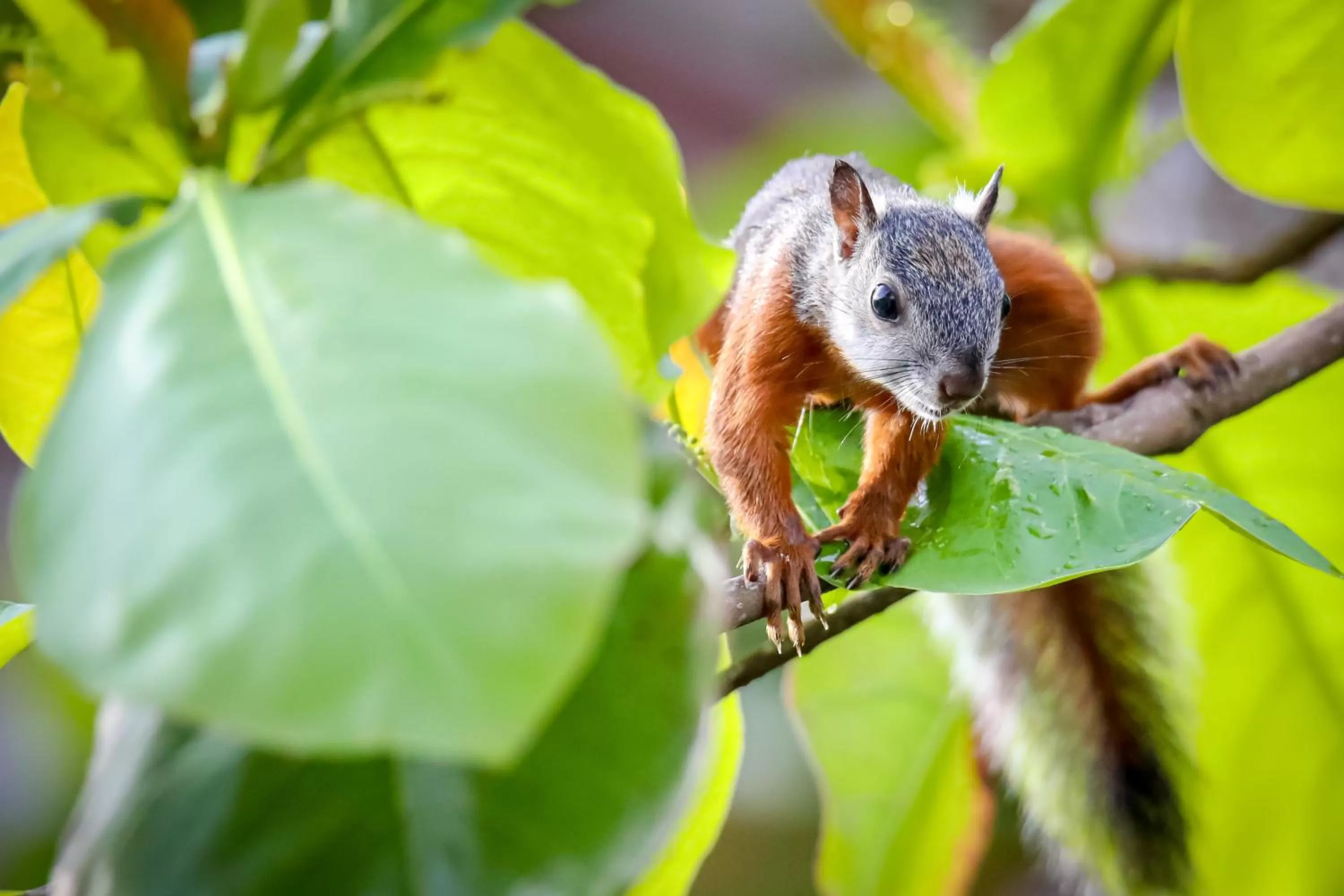 Other Animals in Villa Paraíso