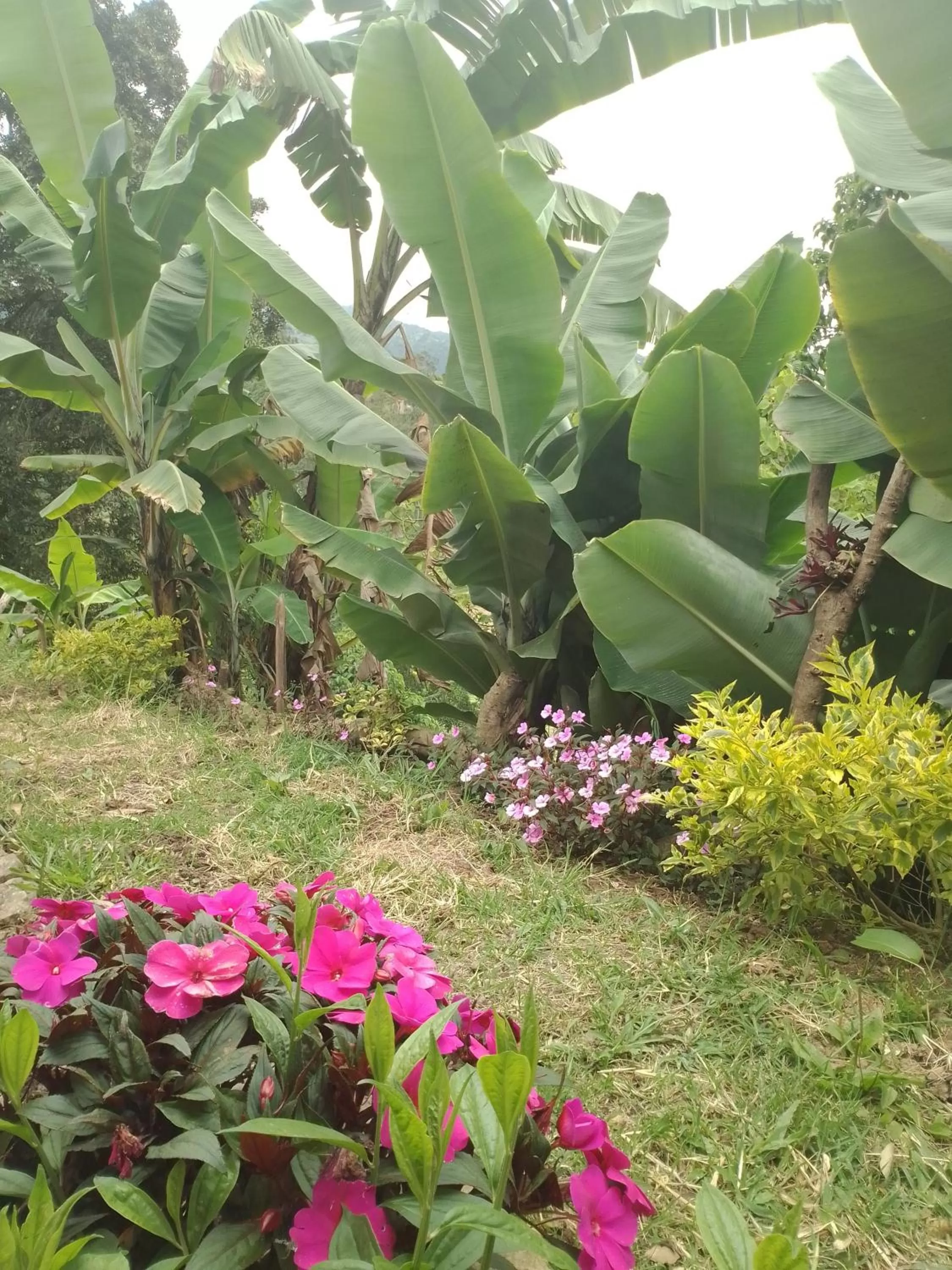 Garden in Finca Umnisa - Choachi