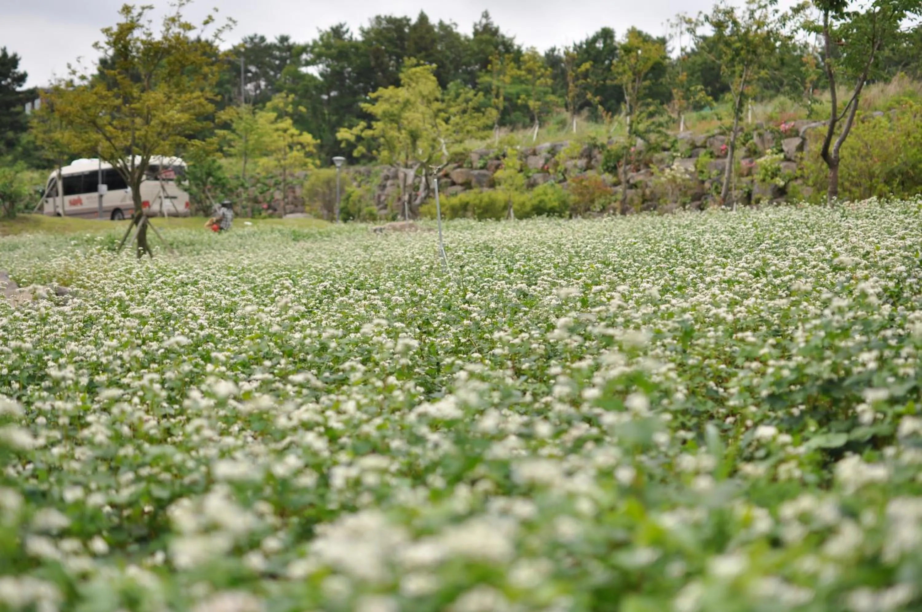Garden in Hotel Nanta Jeju