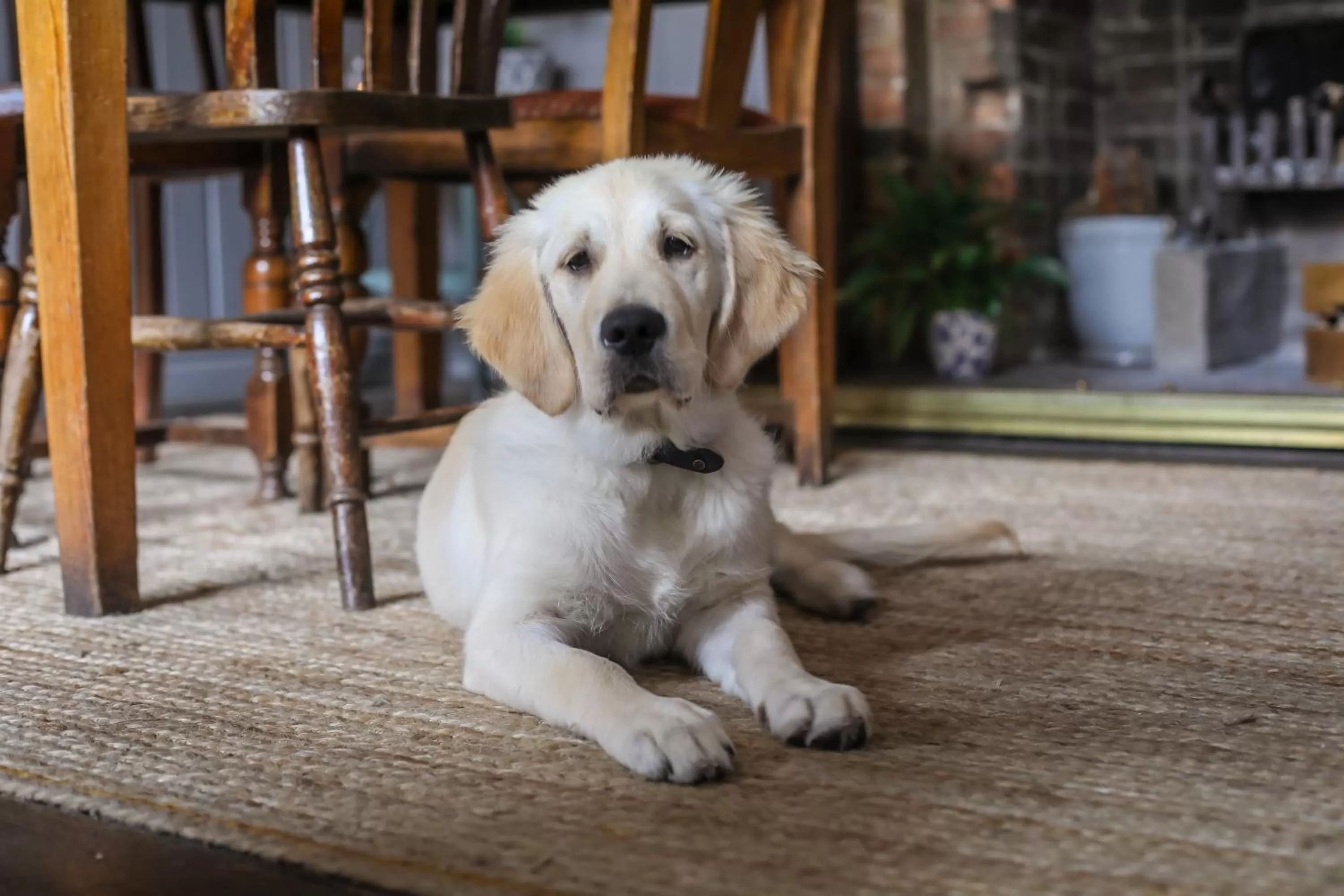 Pets in The Black Swan Inn