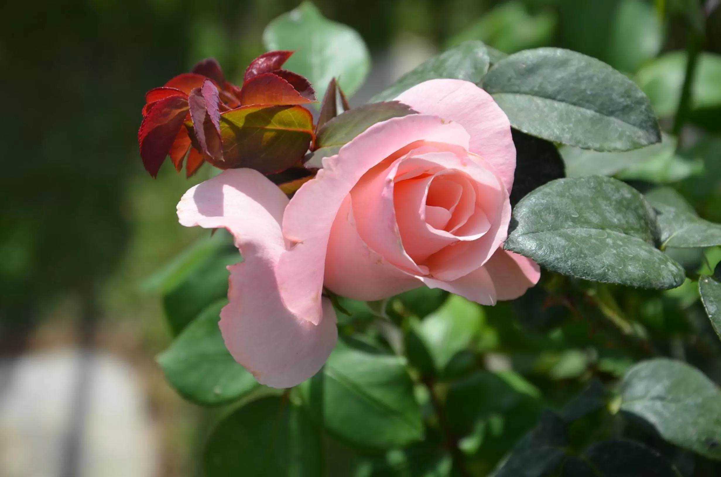 Decorative detail in Il Torrione