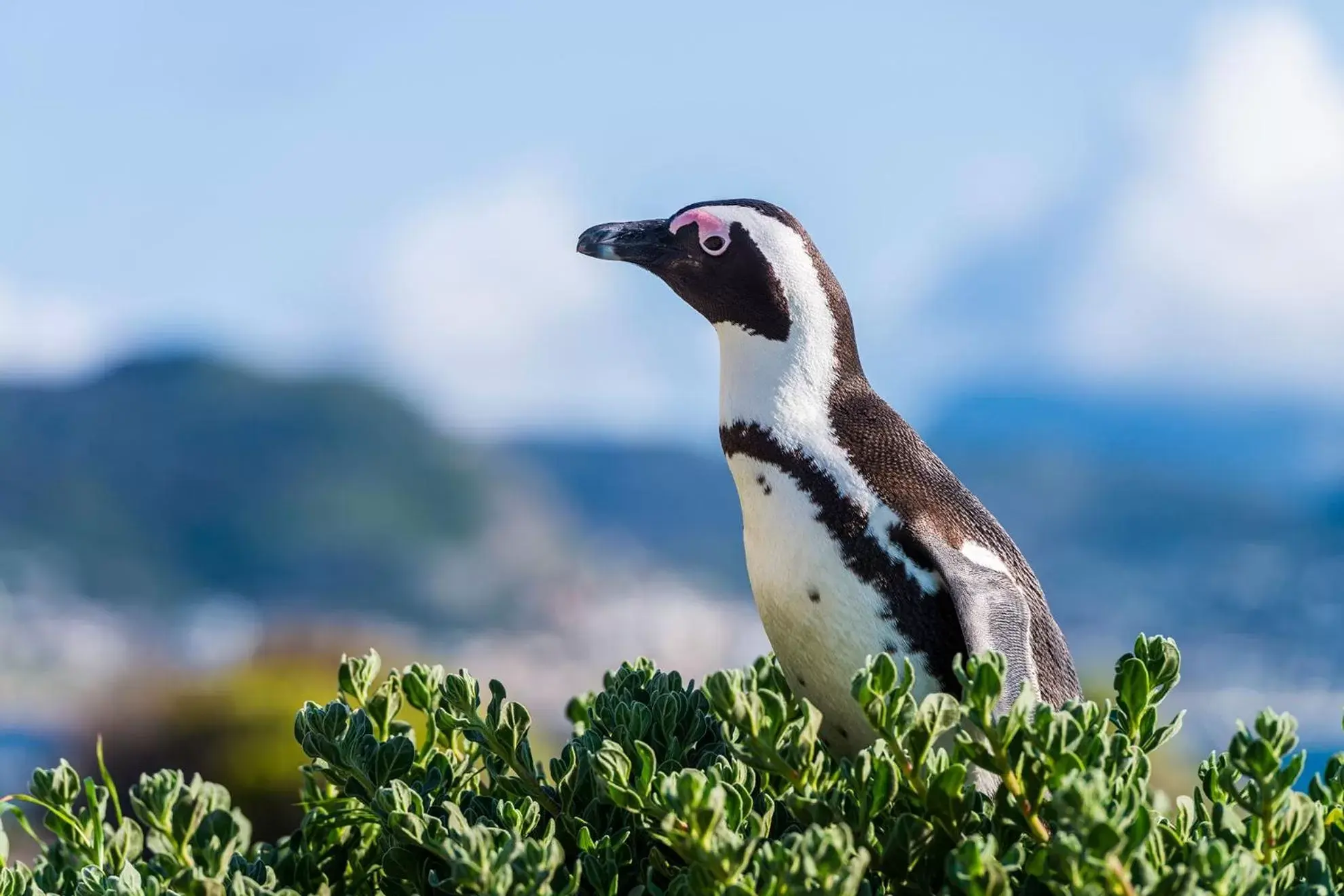 Nearby landmark, Other Animals in Simon's Town Quayside Hotel