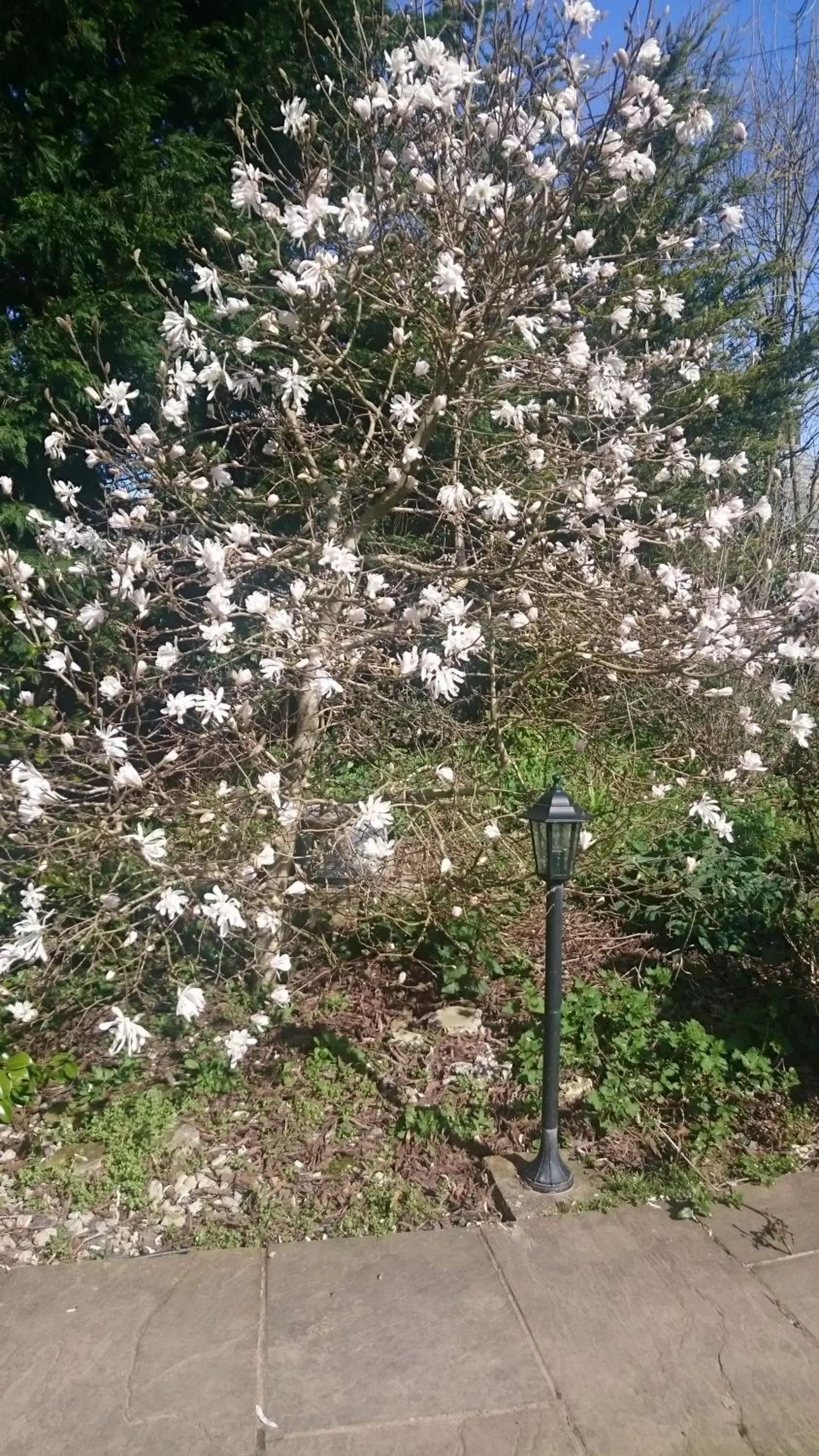 Garden in Claw House