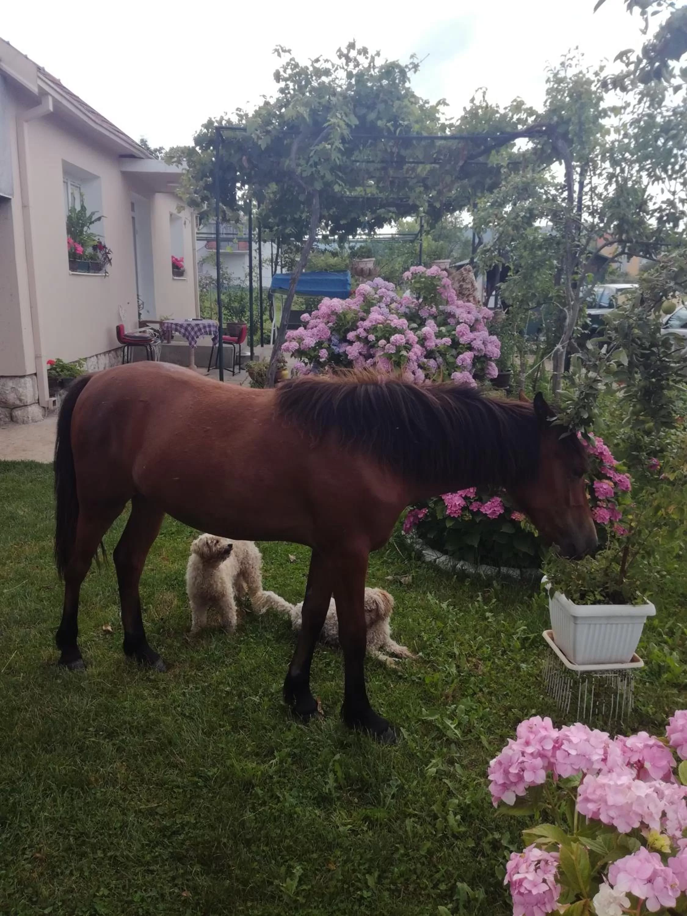 Other Animals in Frile Apartments