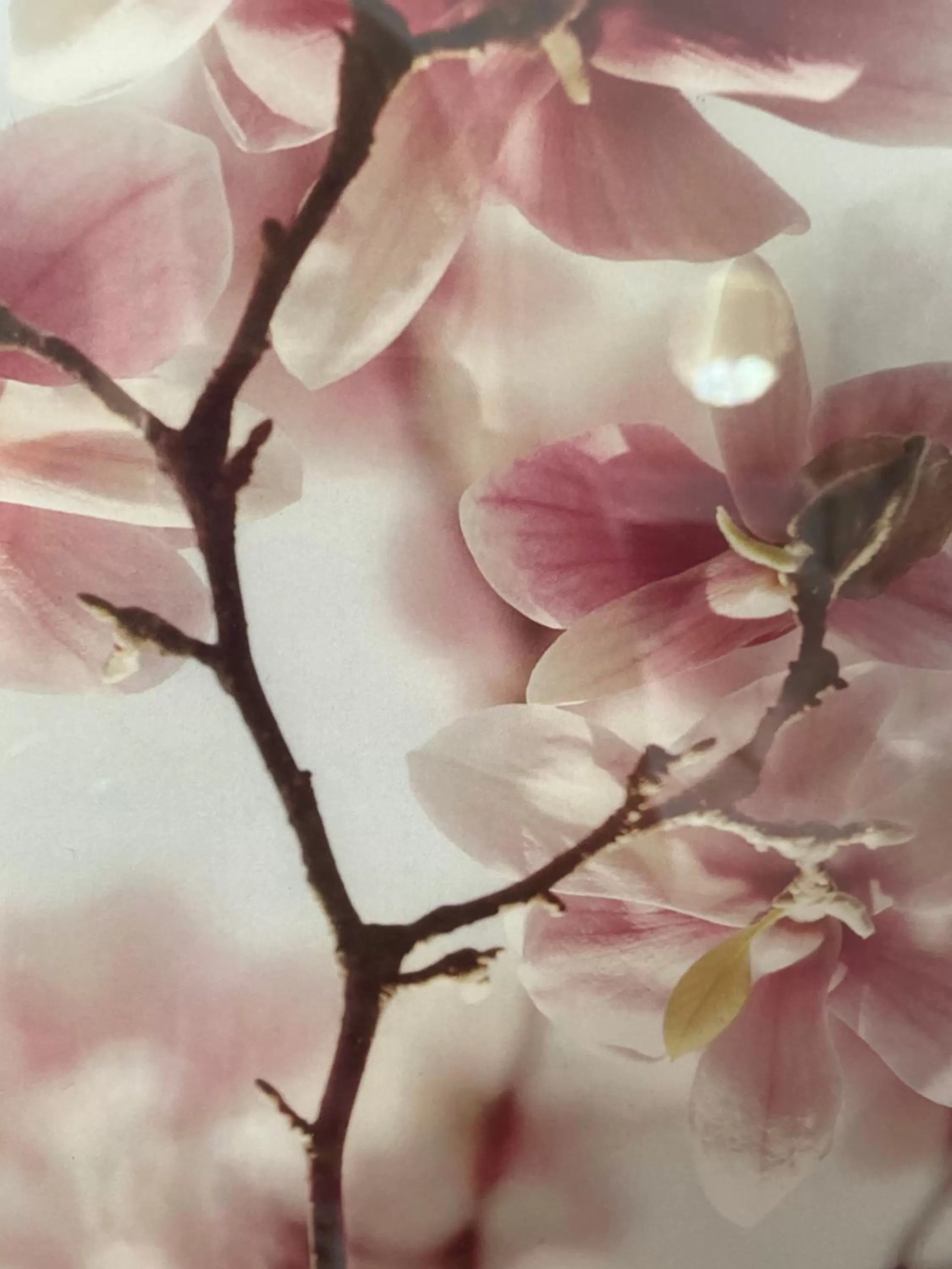 Other Animals in All Seasons Bed & Breakfast - Adults Only