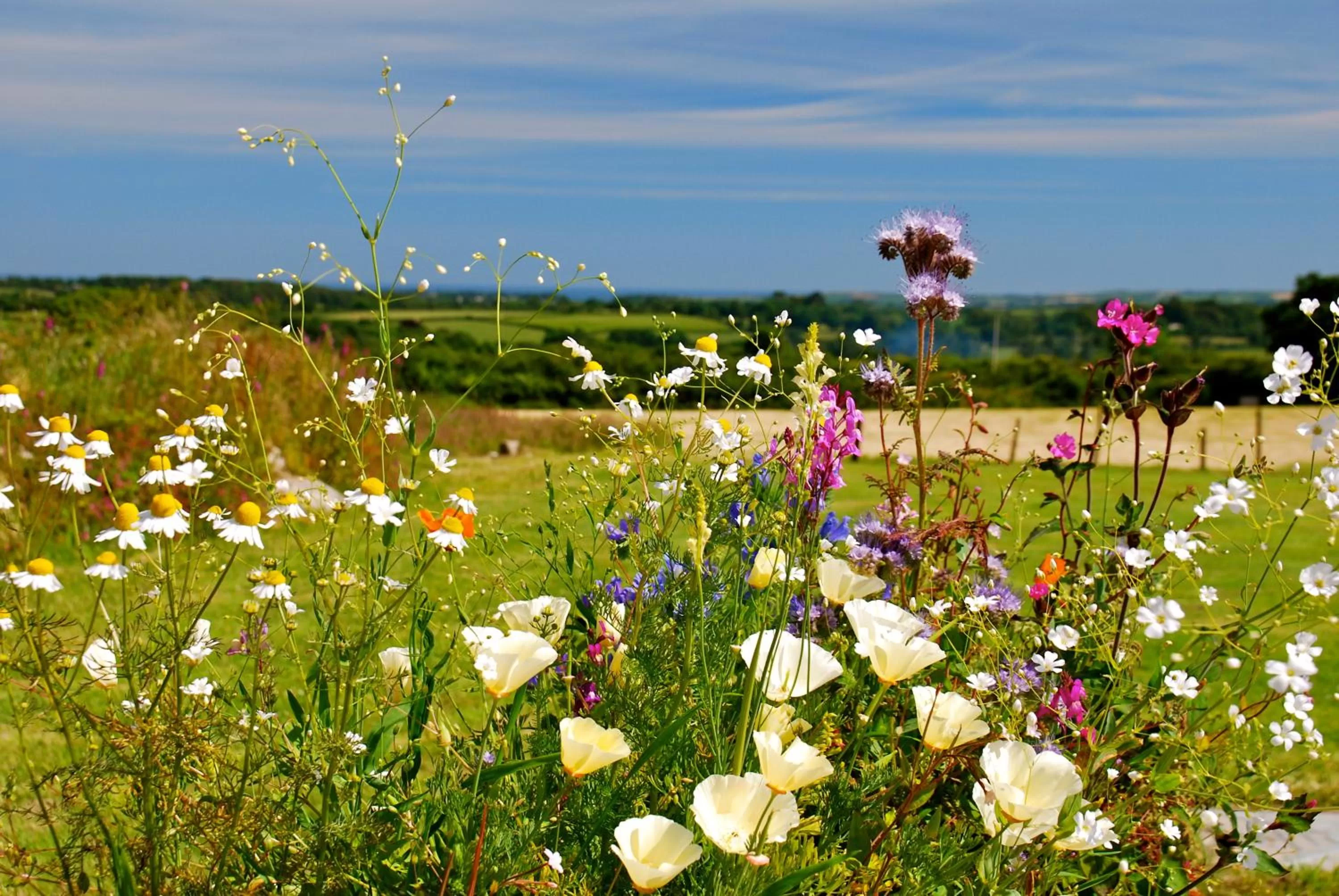 Facade/entrance, Garden in Fig Tree House