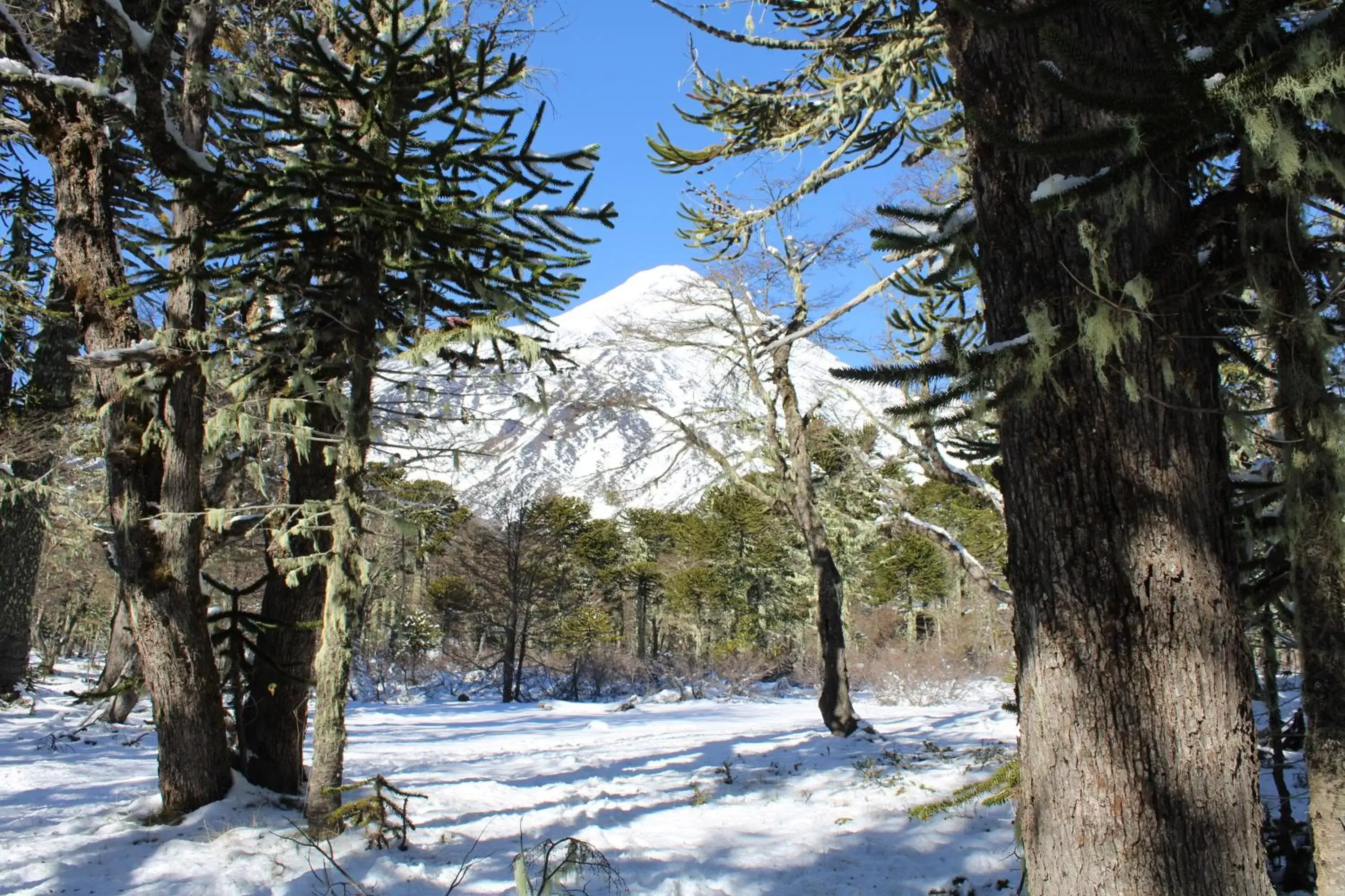 Activities, Winter in Hotel Enjoy Pucon