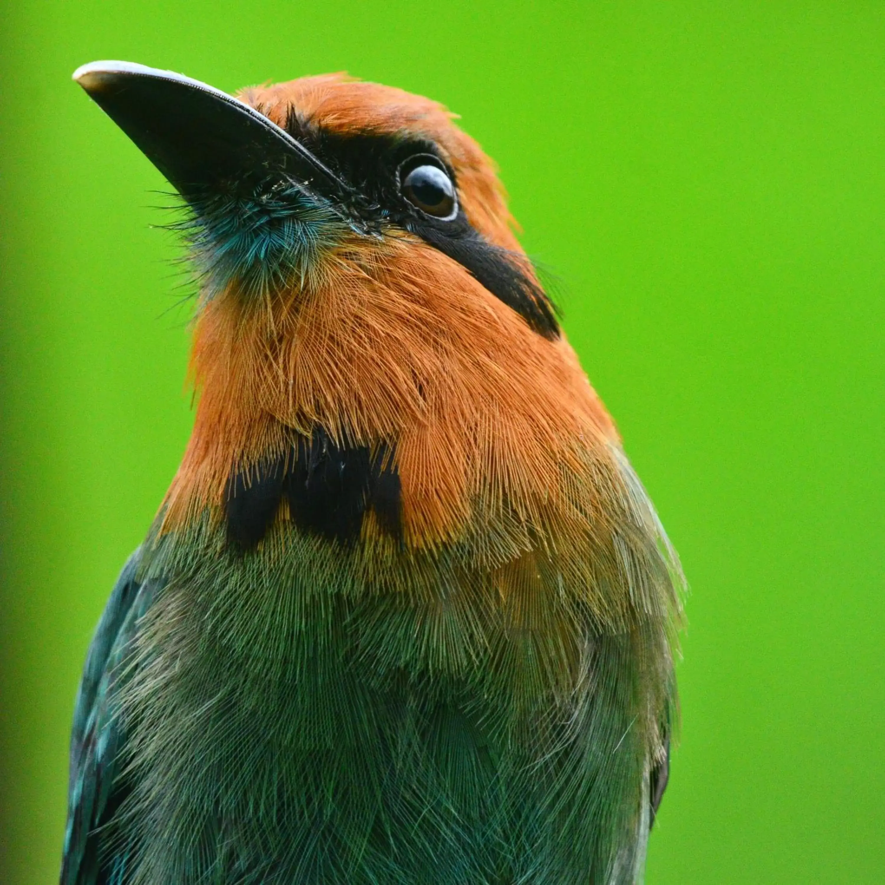 Animals, Other Animals in Birds & Breakfast Costa Rica