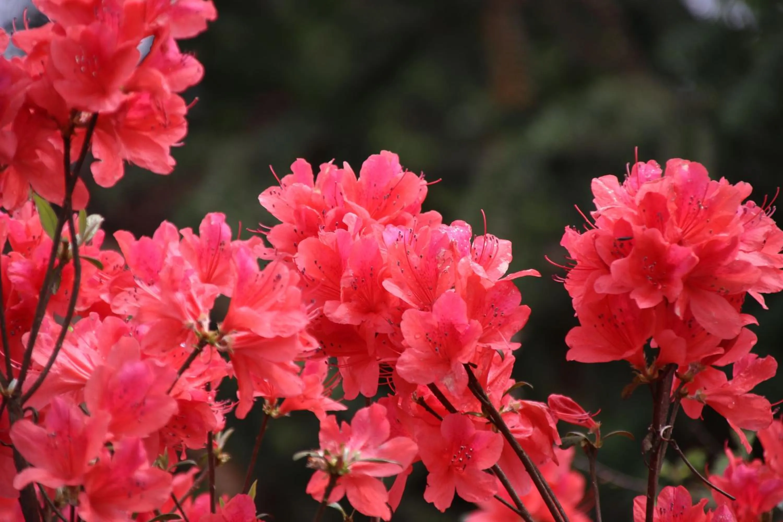 Area and facilities in Crowne Plaza Huangshan Yucheng by IHG