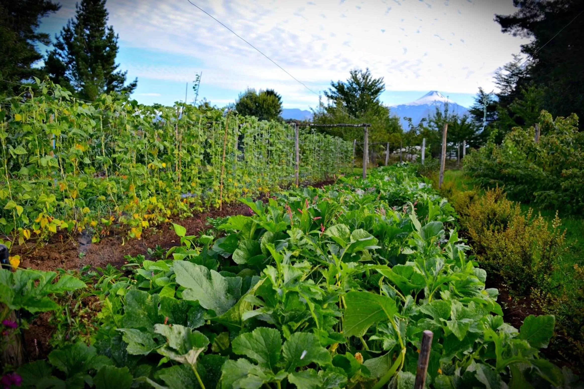 Garden view, Natural Landscape in Hotel Salto del Carileufu