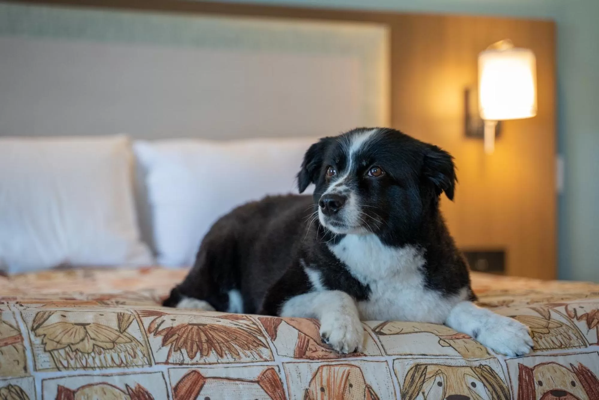 Pets in Shoreline Inn...on the beach
