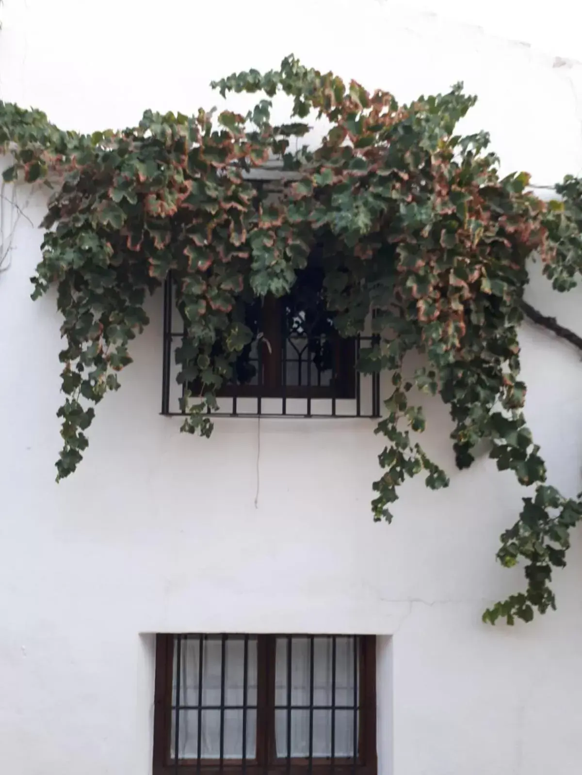 View (from property/room) in La Posada Amena