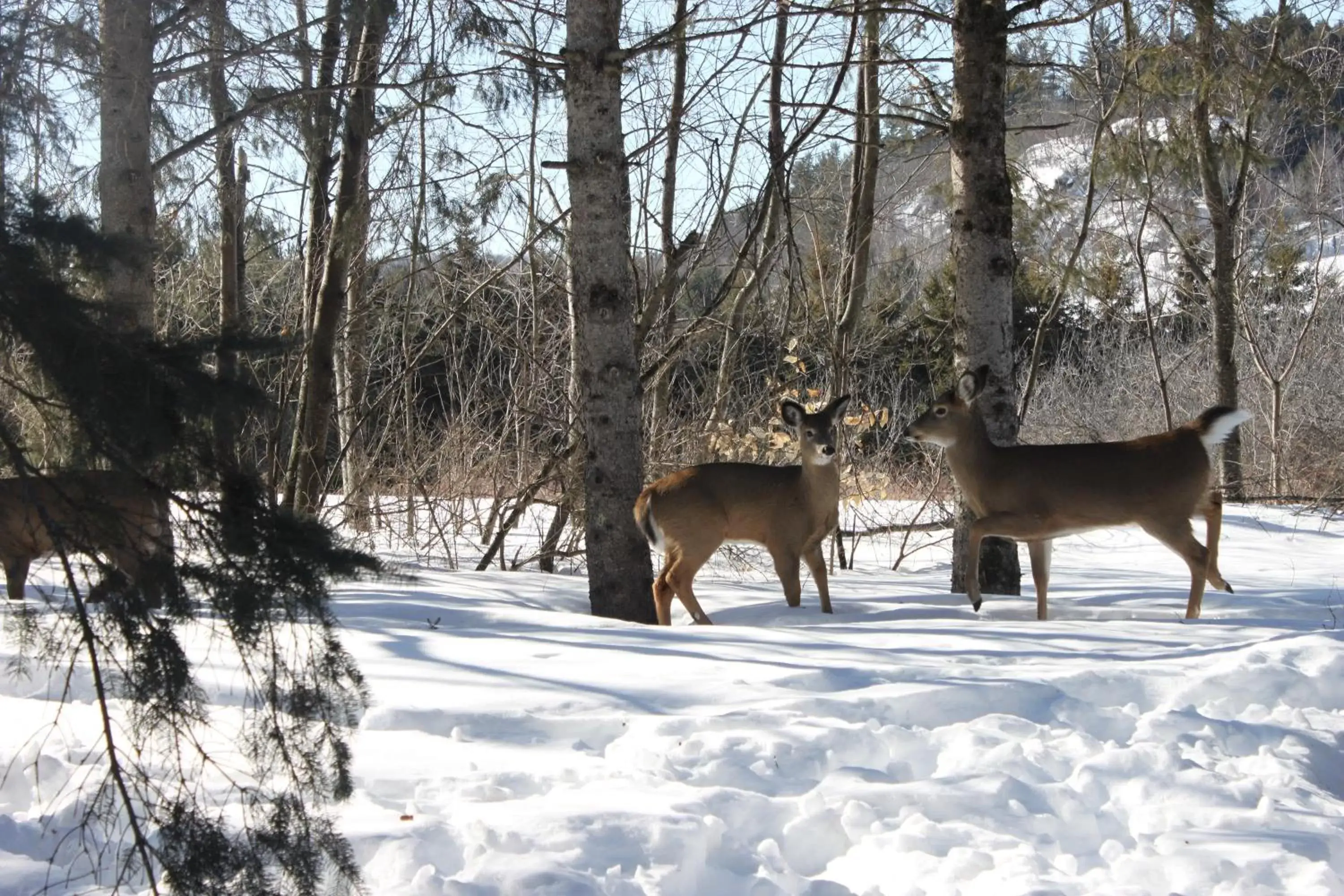 Animals, Winter in La Grange Country Inn