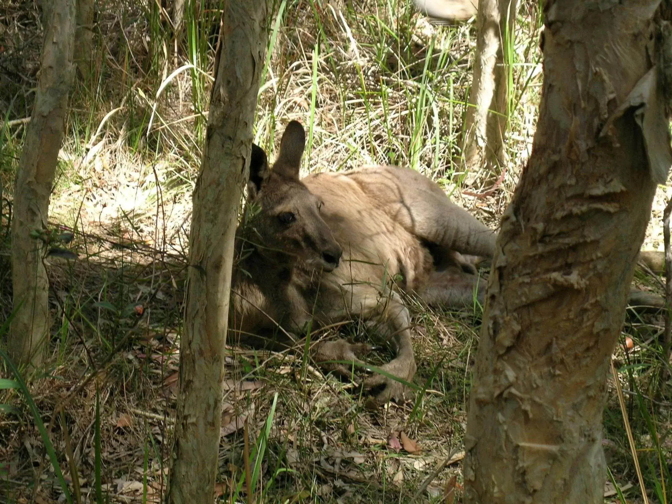 Animals, Other Animals in Lake Weyba Cottages Noosa