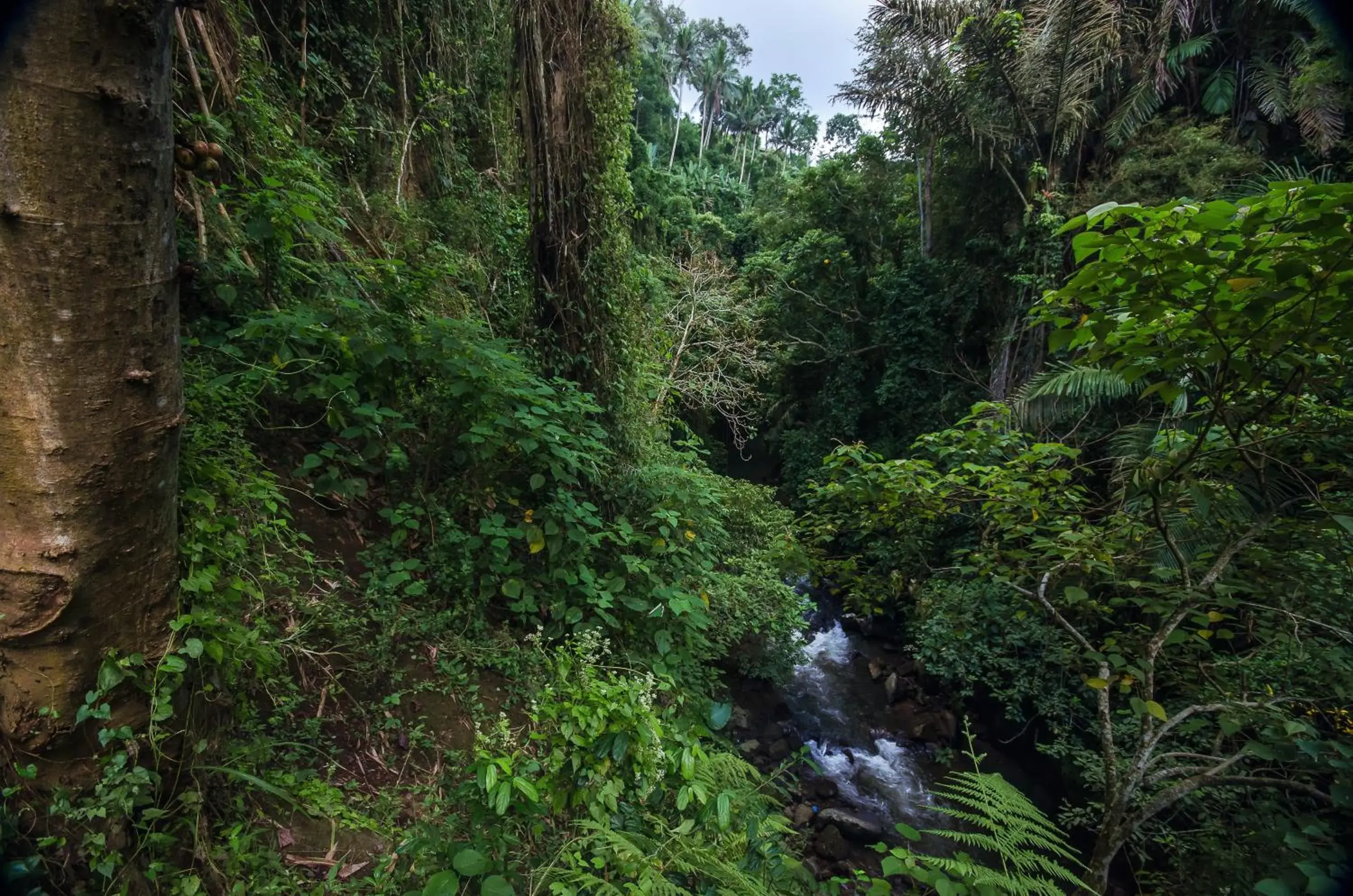 River view, Garden in The Kayon Valley Resort