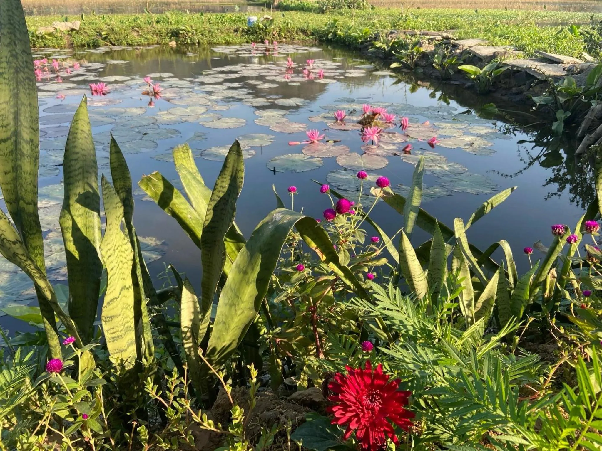 Tam Coc Mountain View Homestay