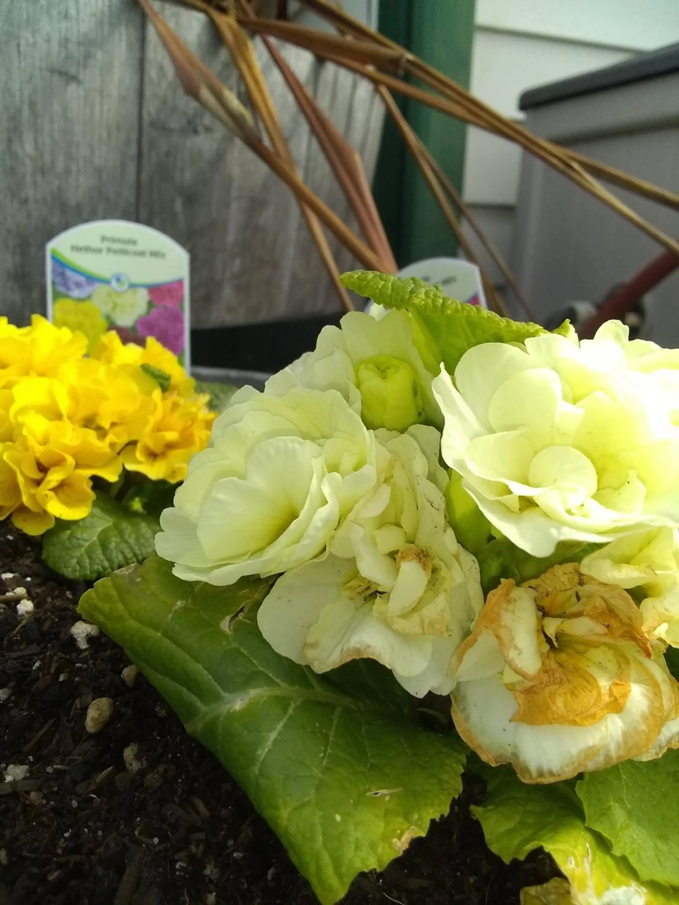 Property building in The Orca Inn