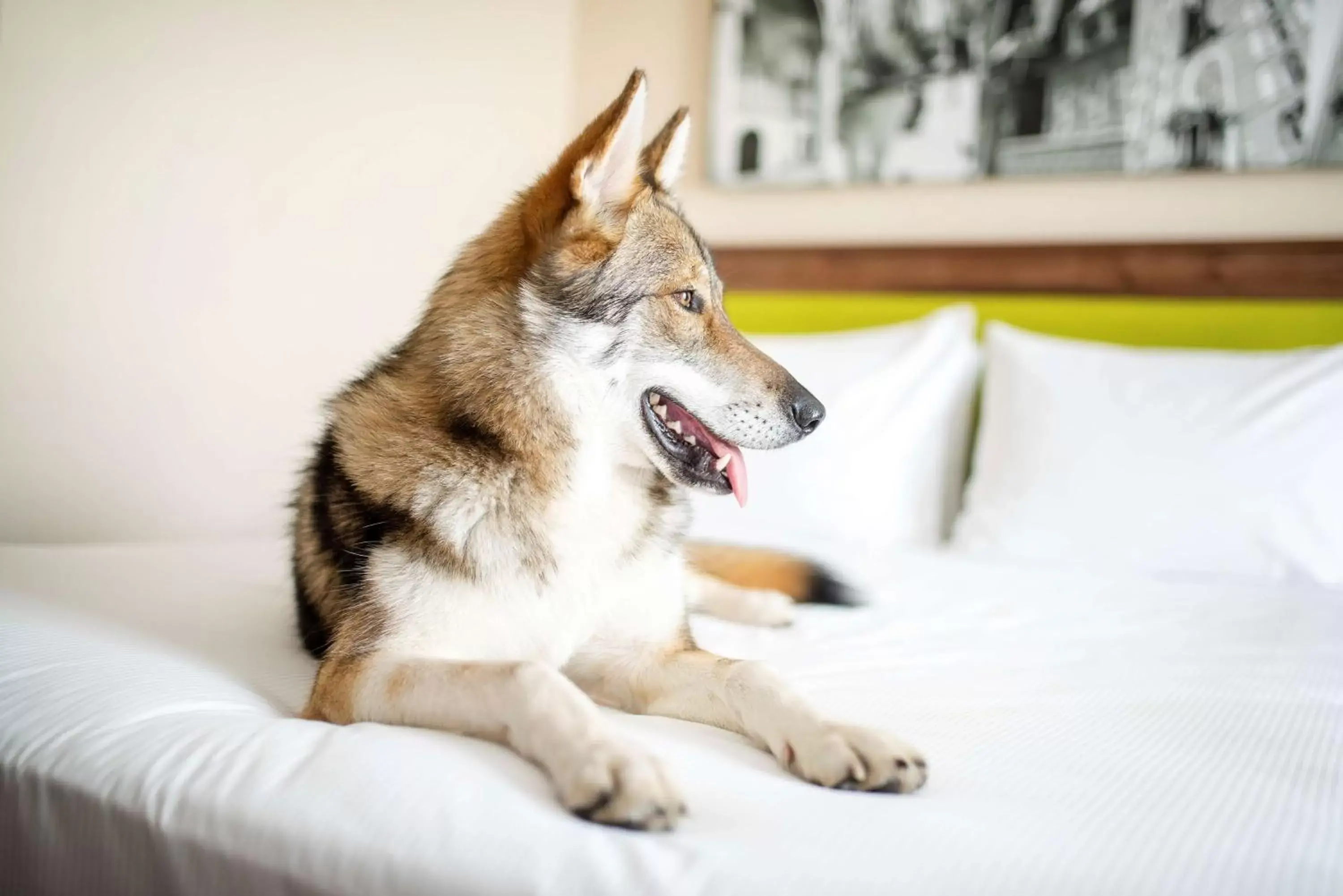 Bed, Pets in Hampton by Hilton Krakow