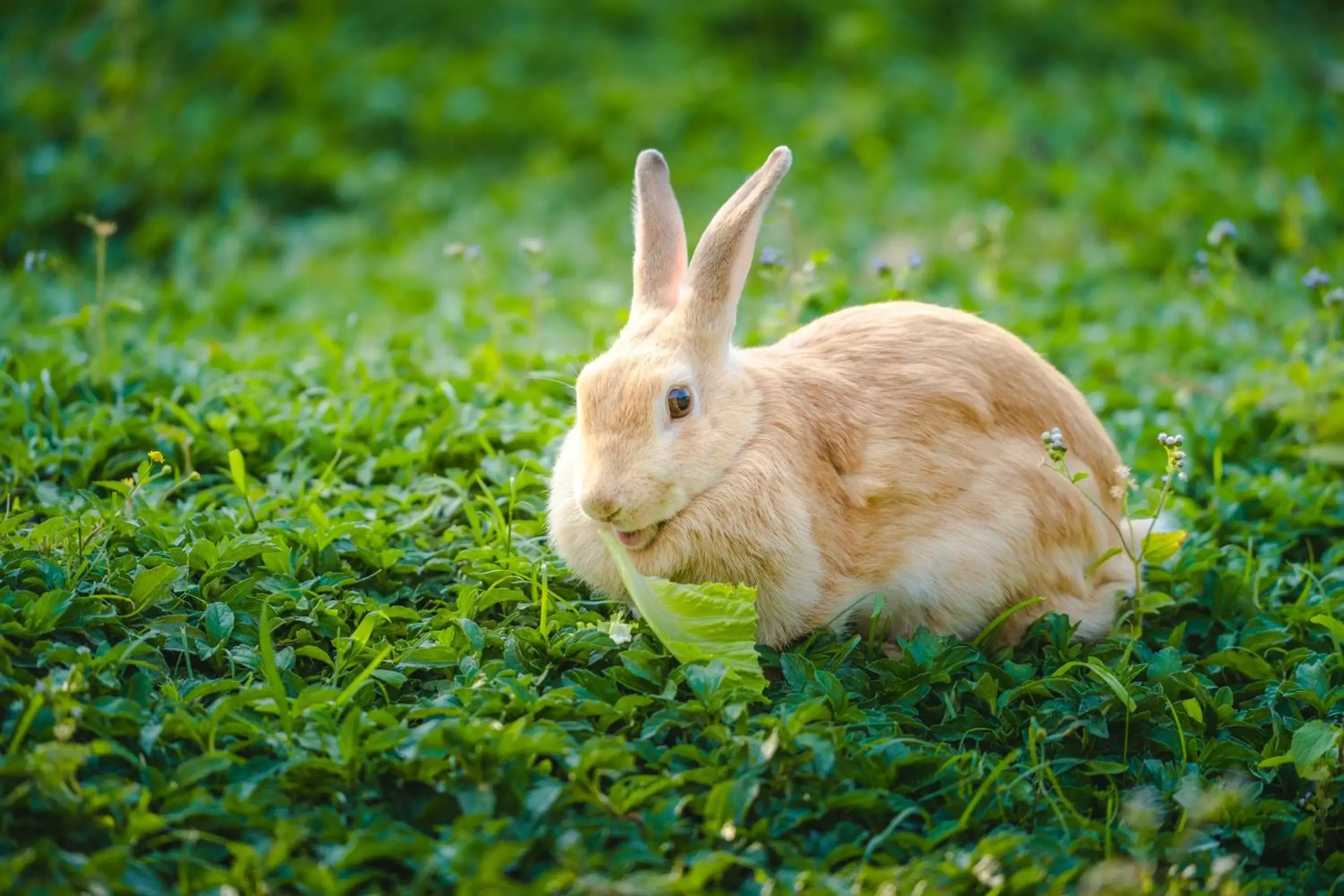 Natural landscape, Other Animals in Katiliya Mountain Resort And Spa