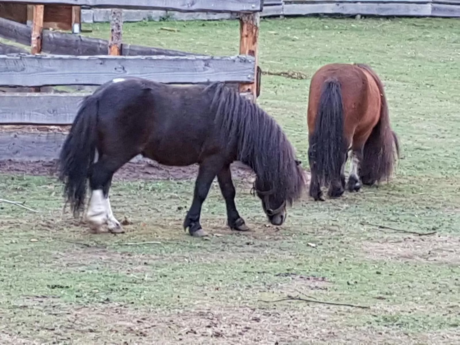 Pets in Neue Mühle Kleines Landhotel