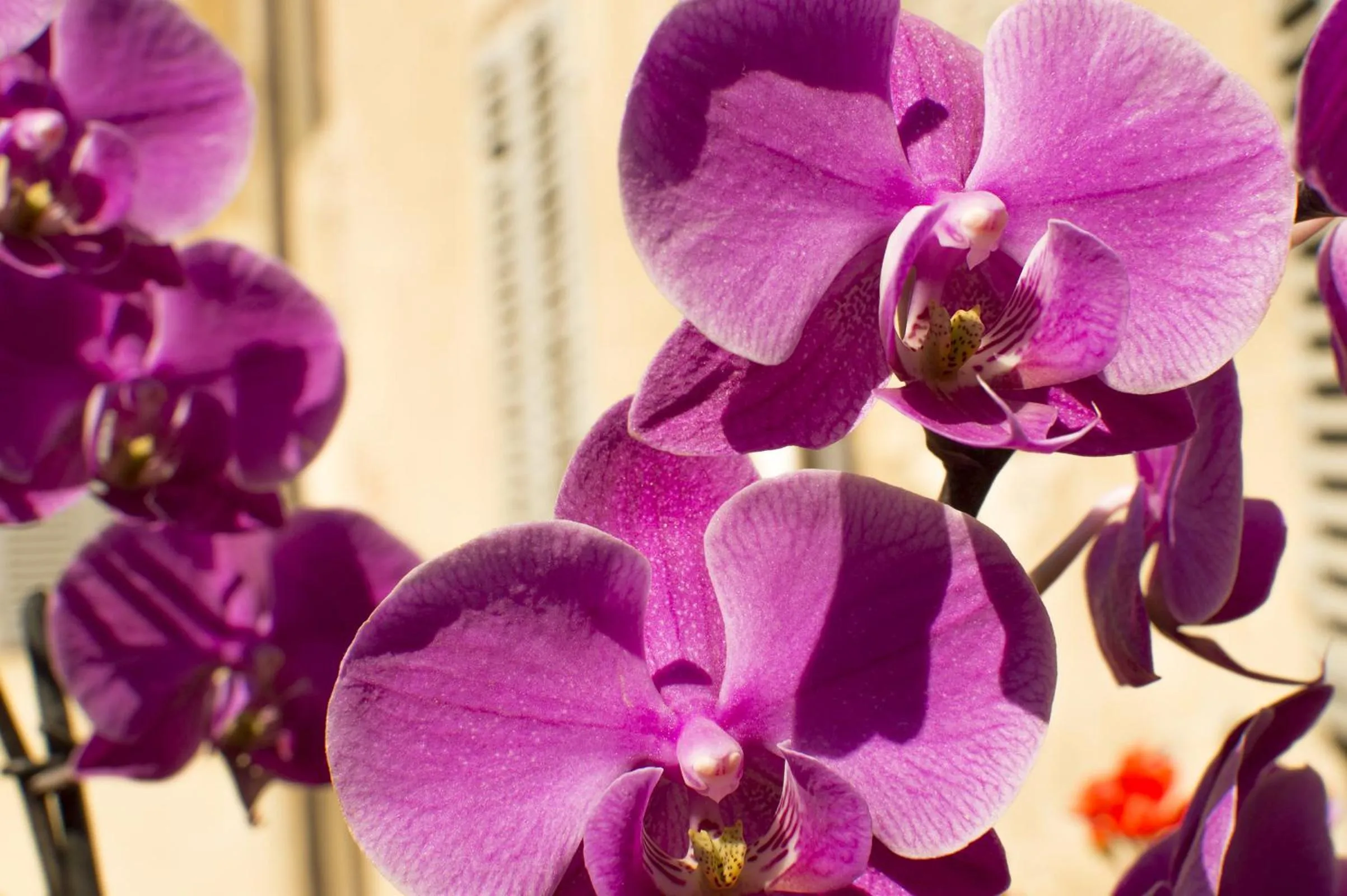 Decorative detail in La Corte Dei Principi - Residenza D'Epoca