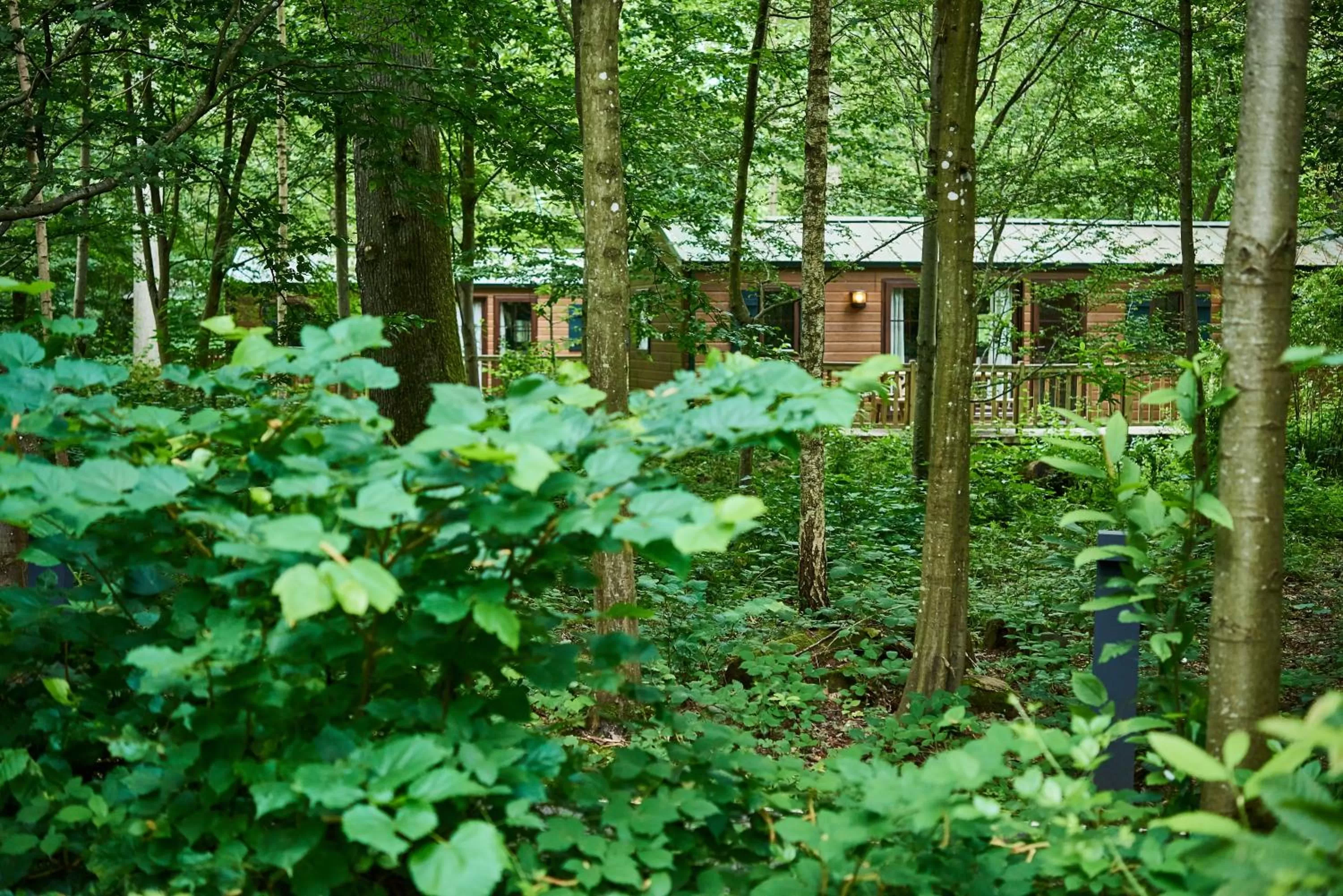 View (from property/room) in Disney Davy Crockett Ranch