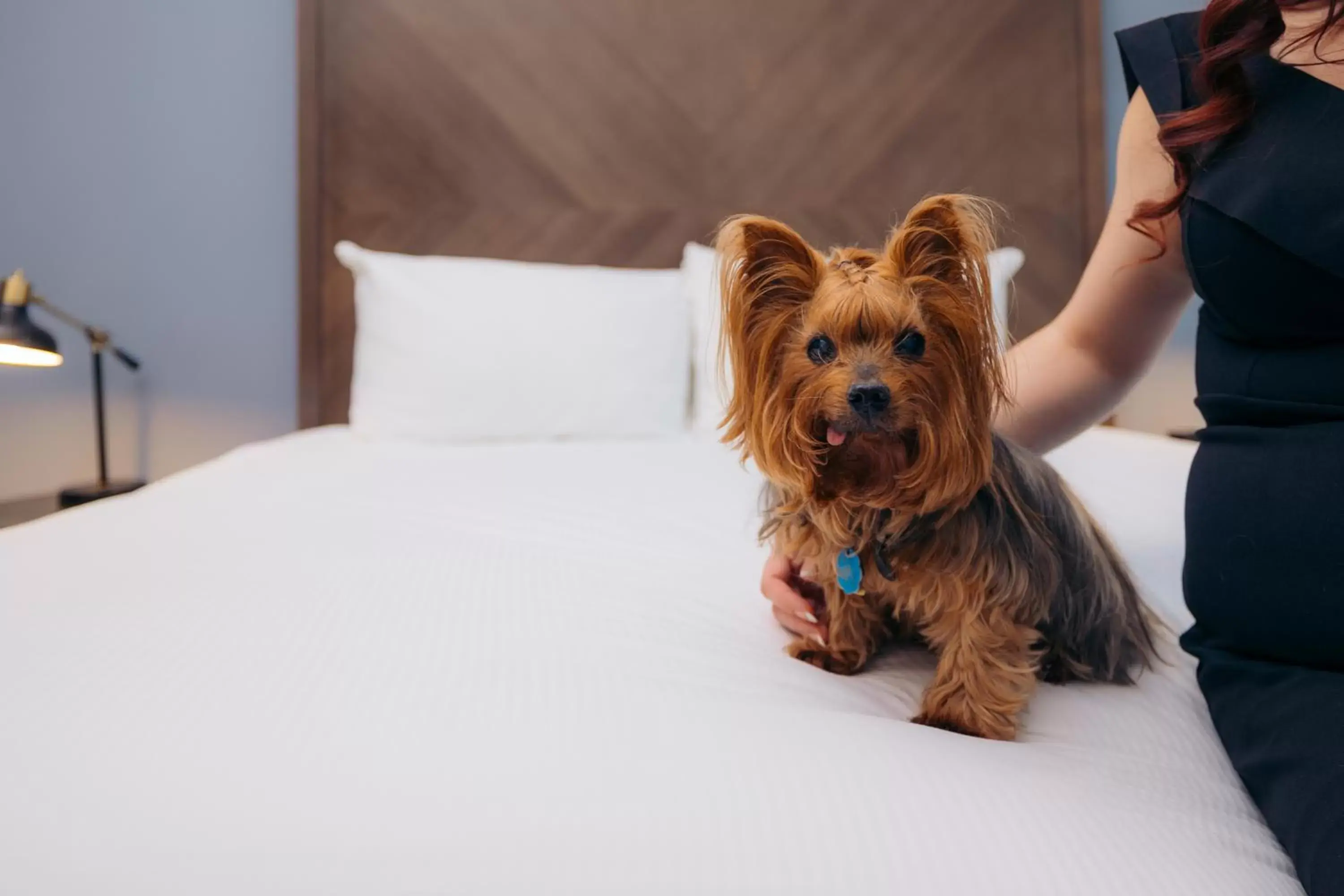 Bed, Pets in Hotel Winters