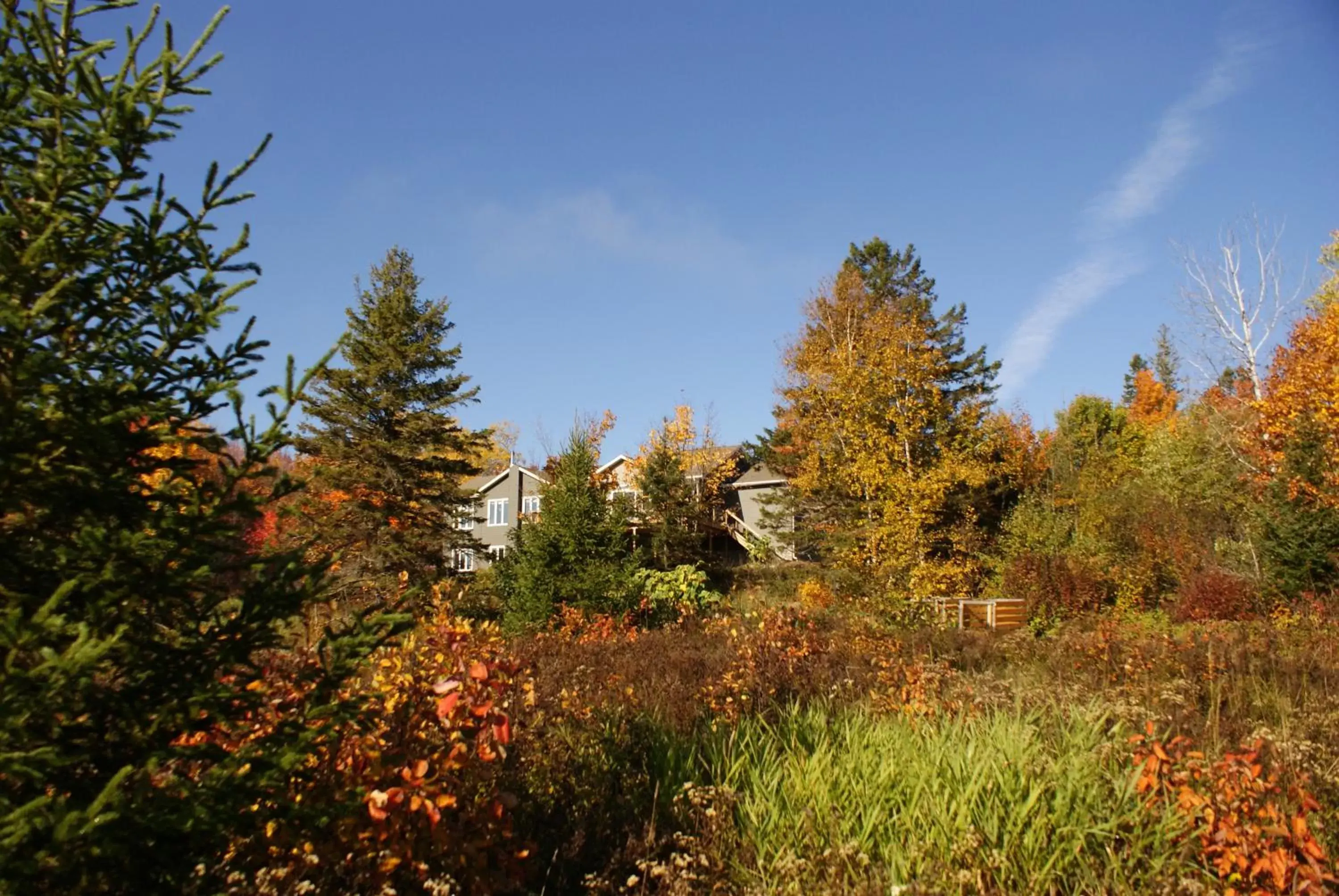 Natural Landscape in Top of Algonquin Bed and Breakfast