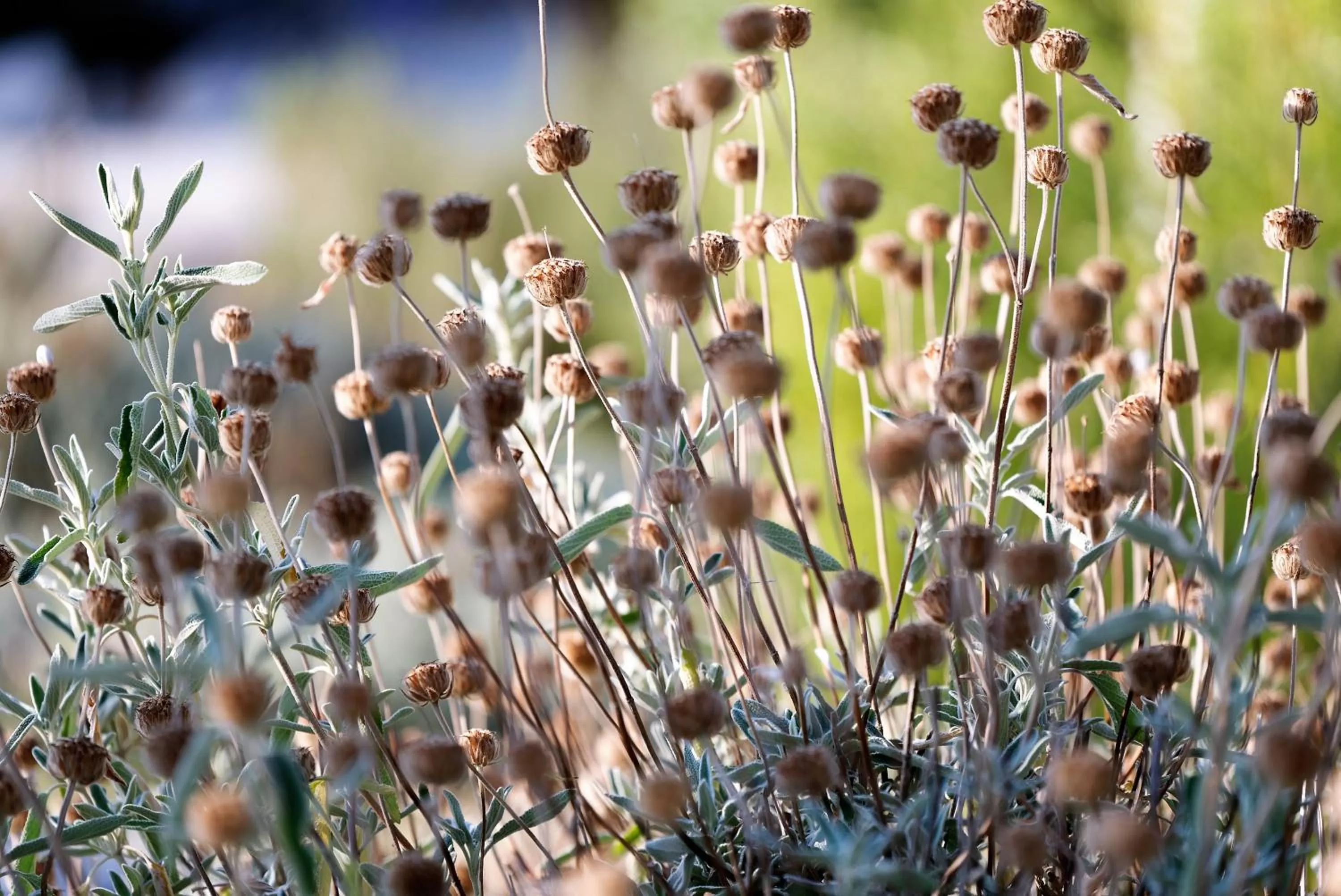 Garden in Domaine la Pierre Blanche