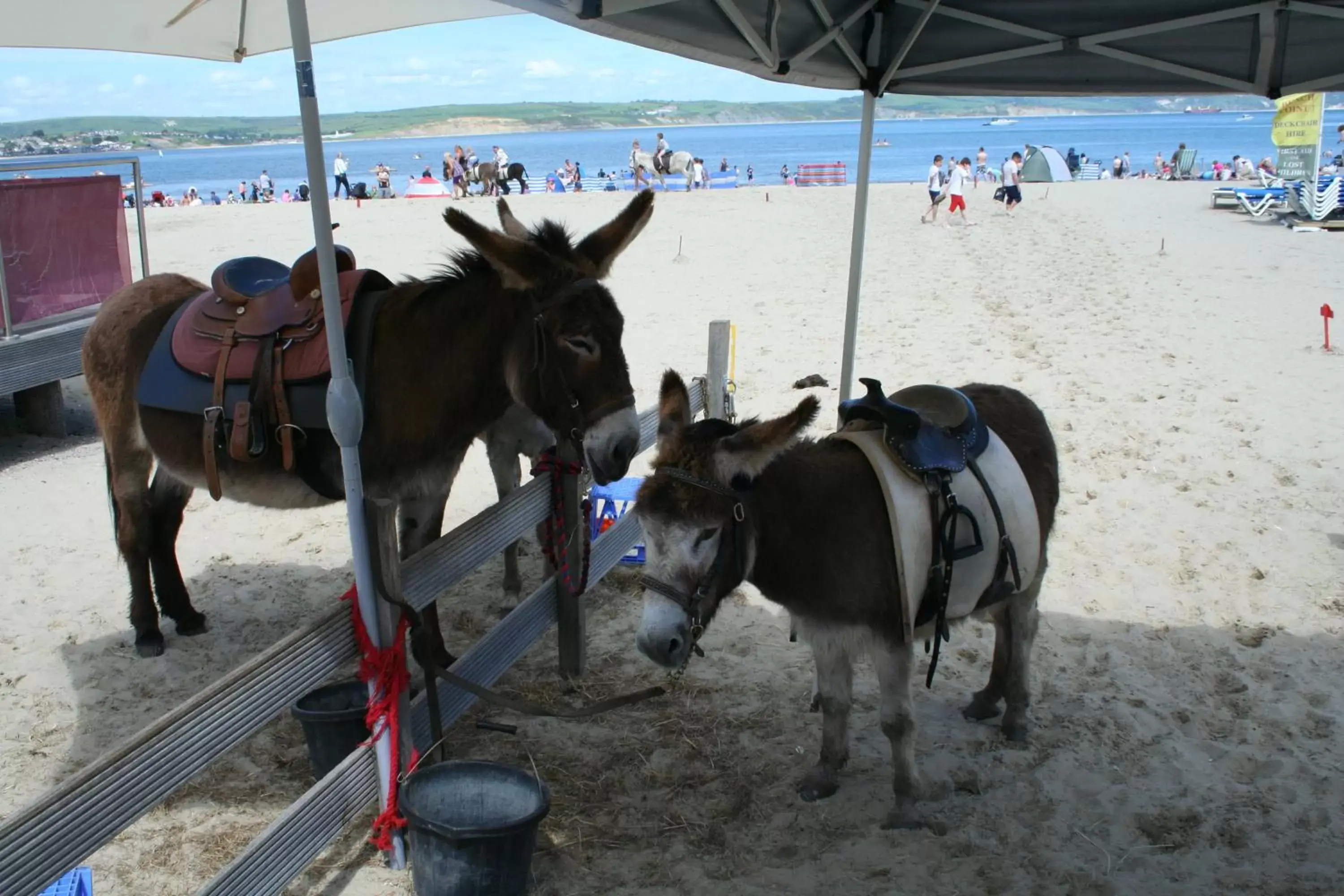 Horse-riding in Philbeach Guest House