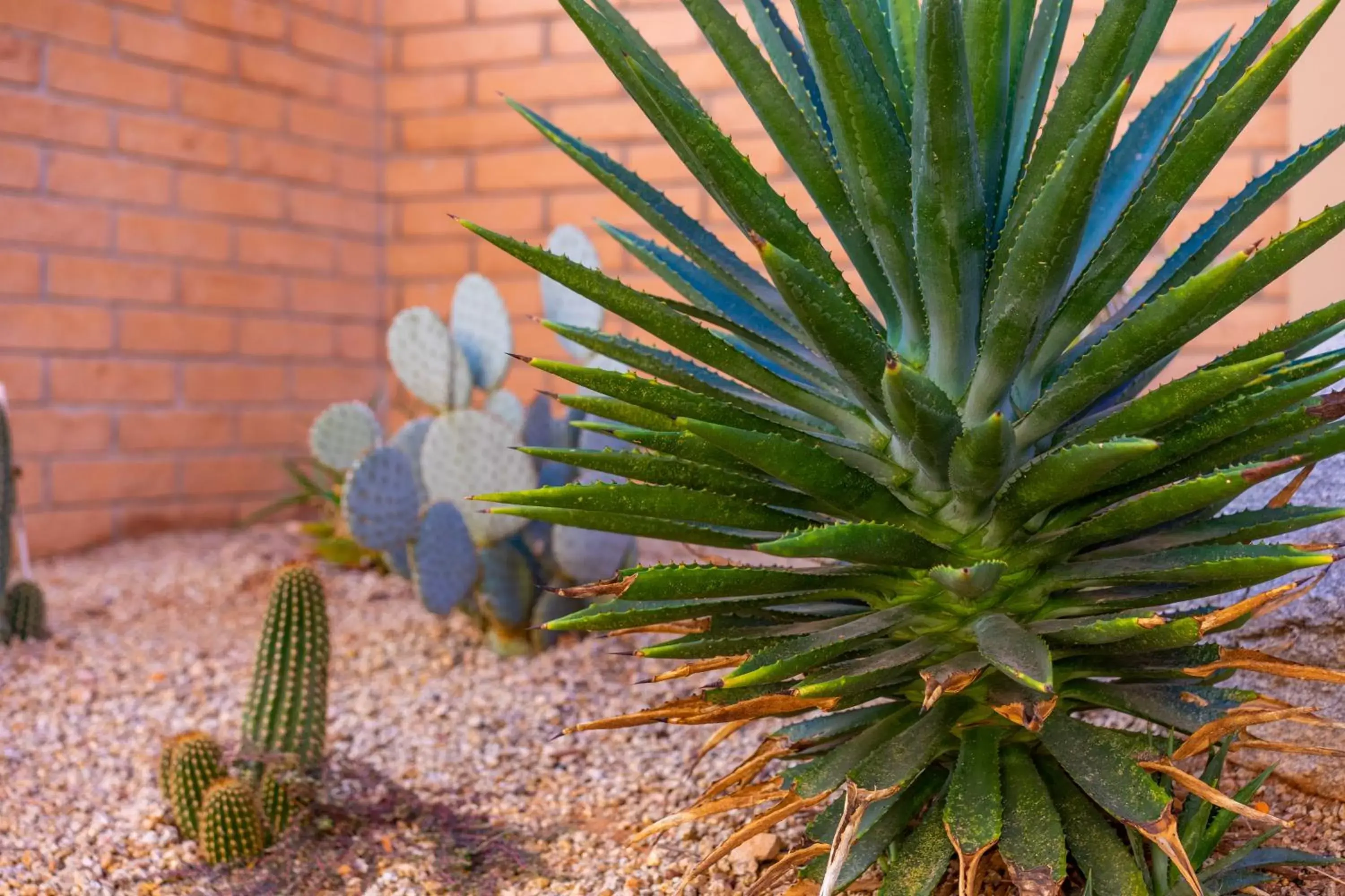 Garden in Sierra Suites Boutique Hotel