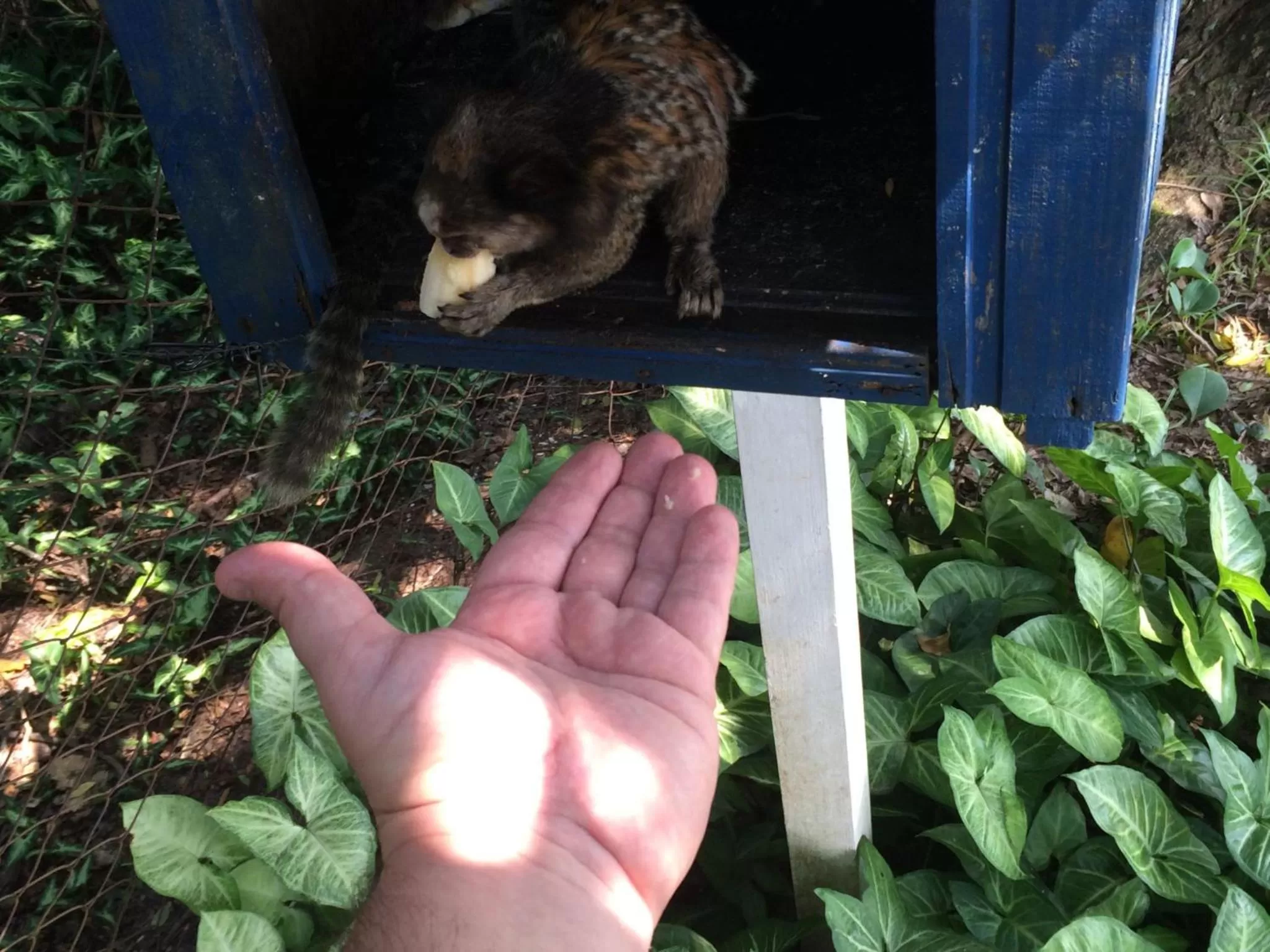 Animals in Pousada Dunasol Floripa