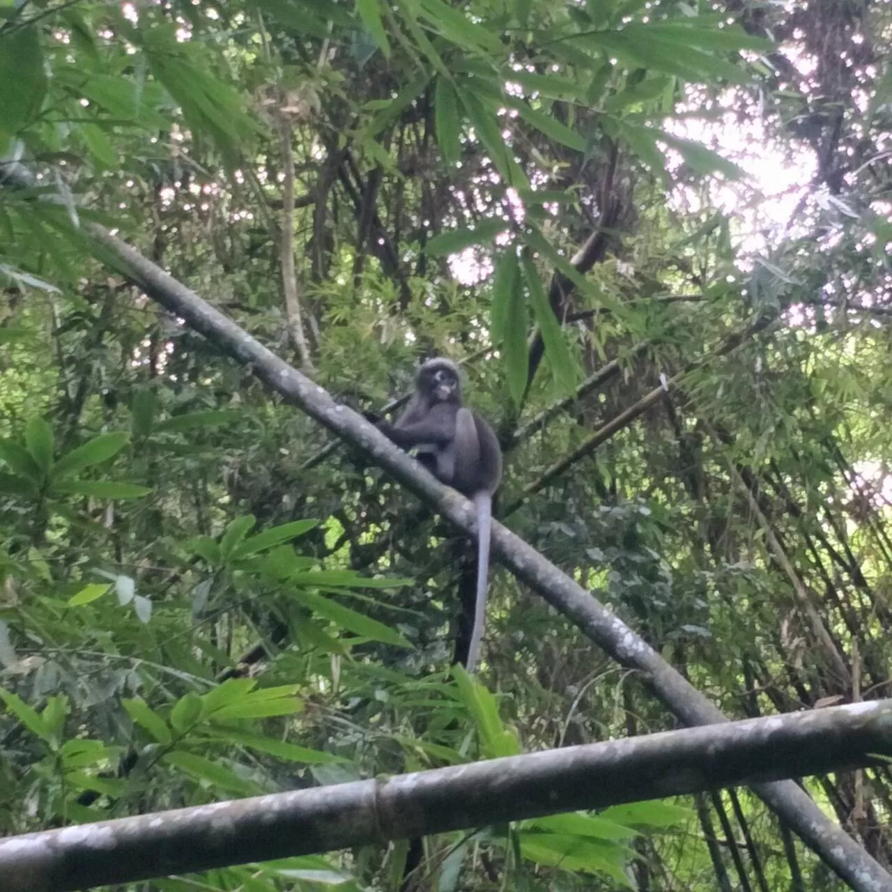 Hiking in Khao Sok River & Jungle Resort